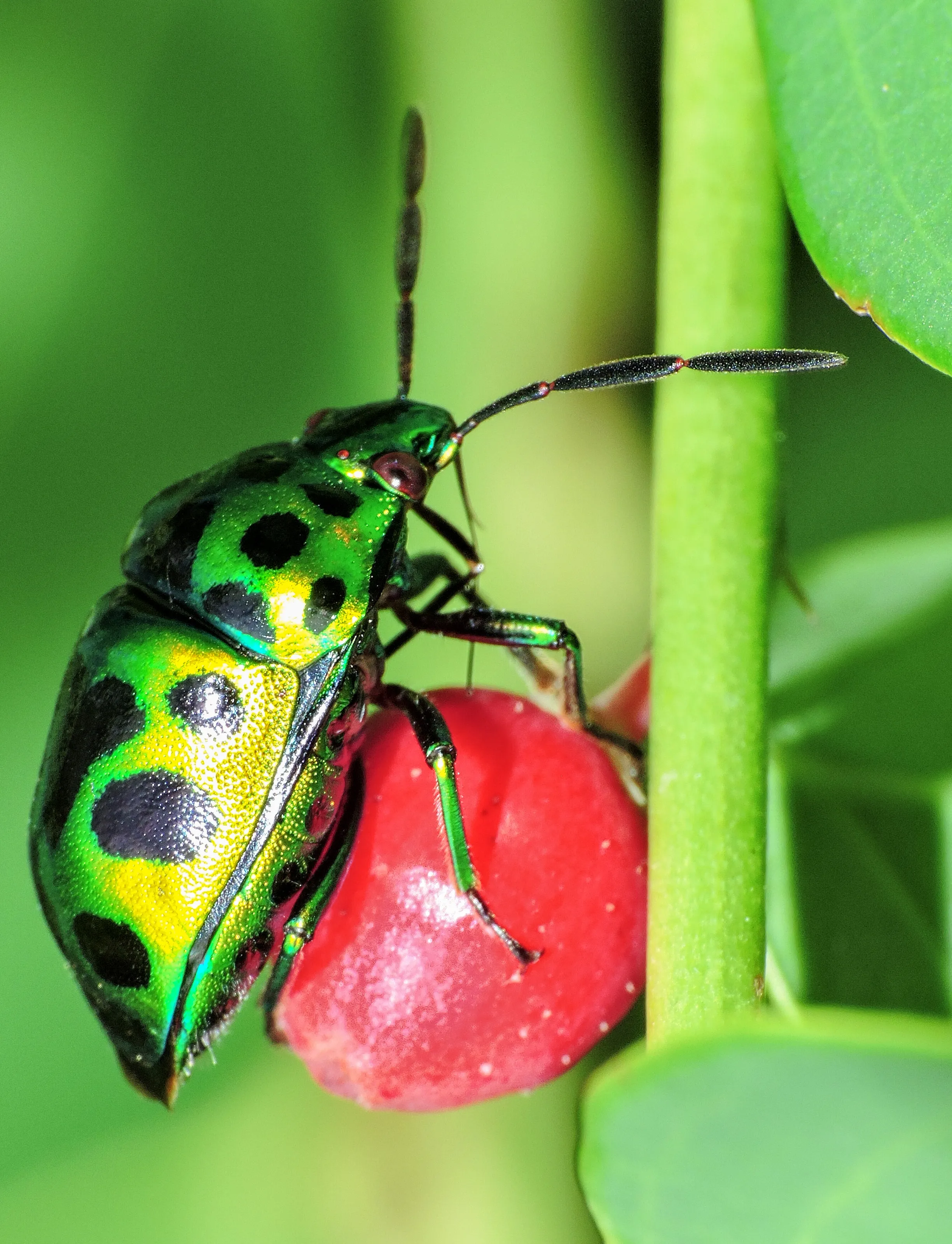 Ladybug