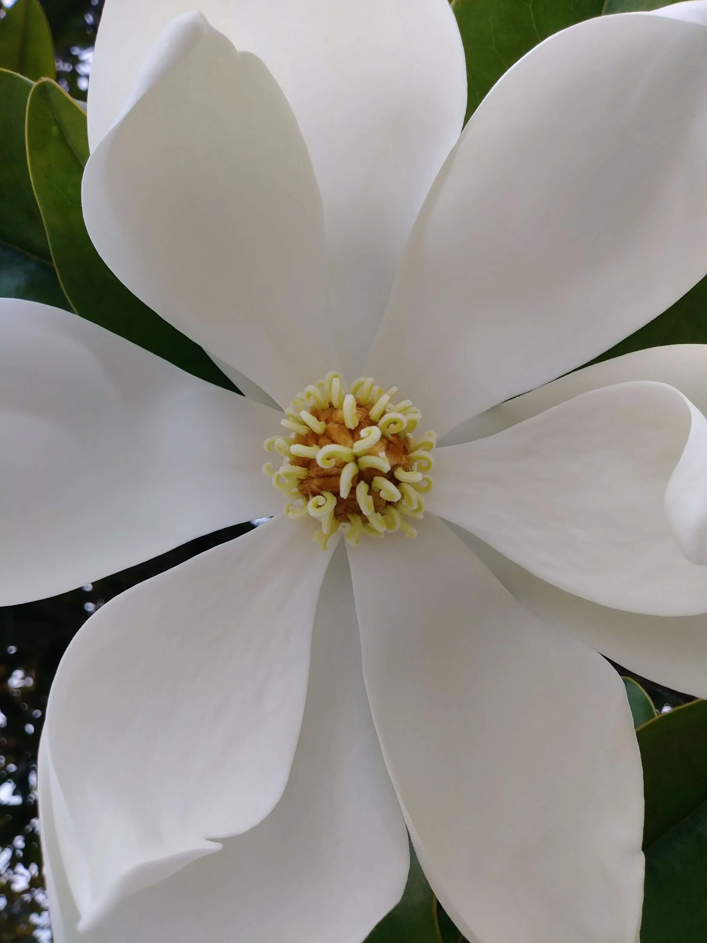 Magnolia Bloom