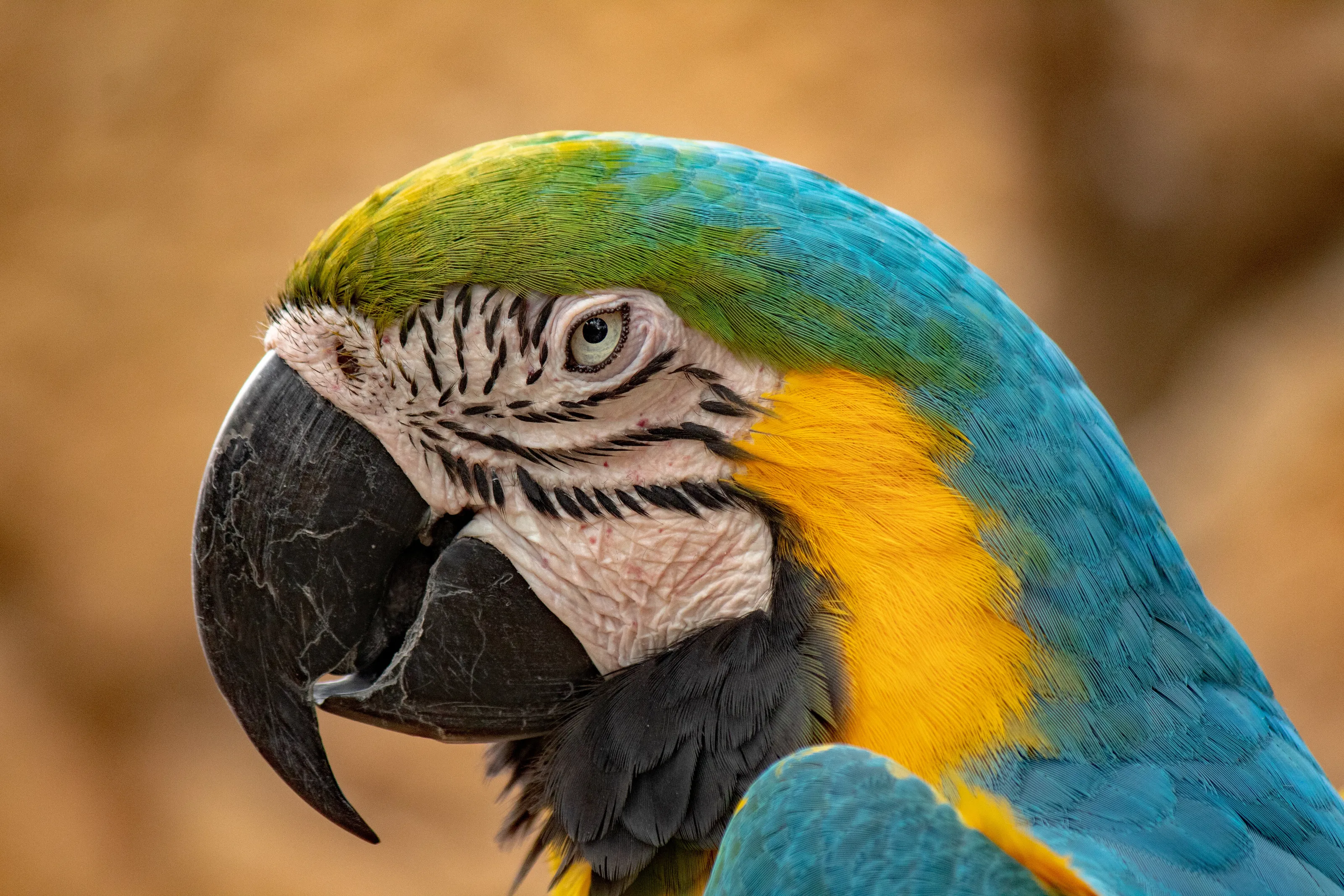 Blue & Yellow Parrot