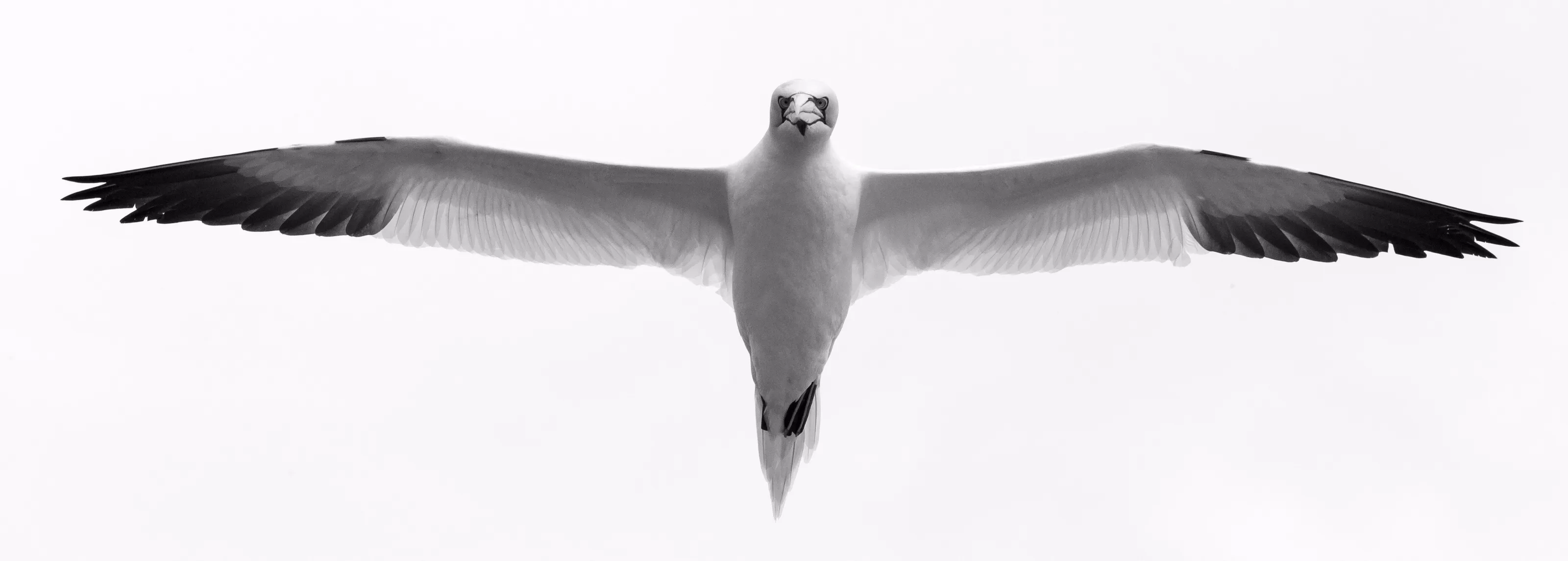 Northern Gannet