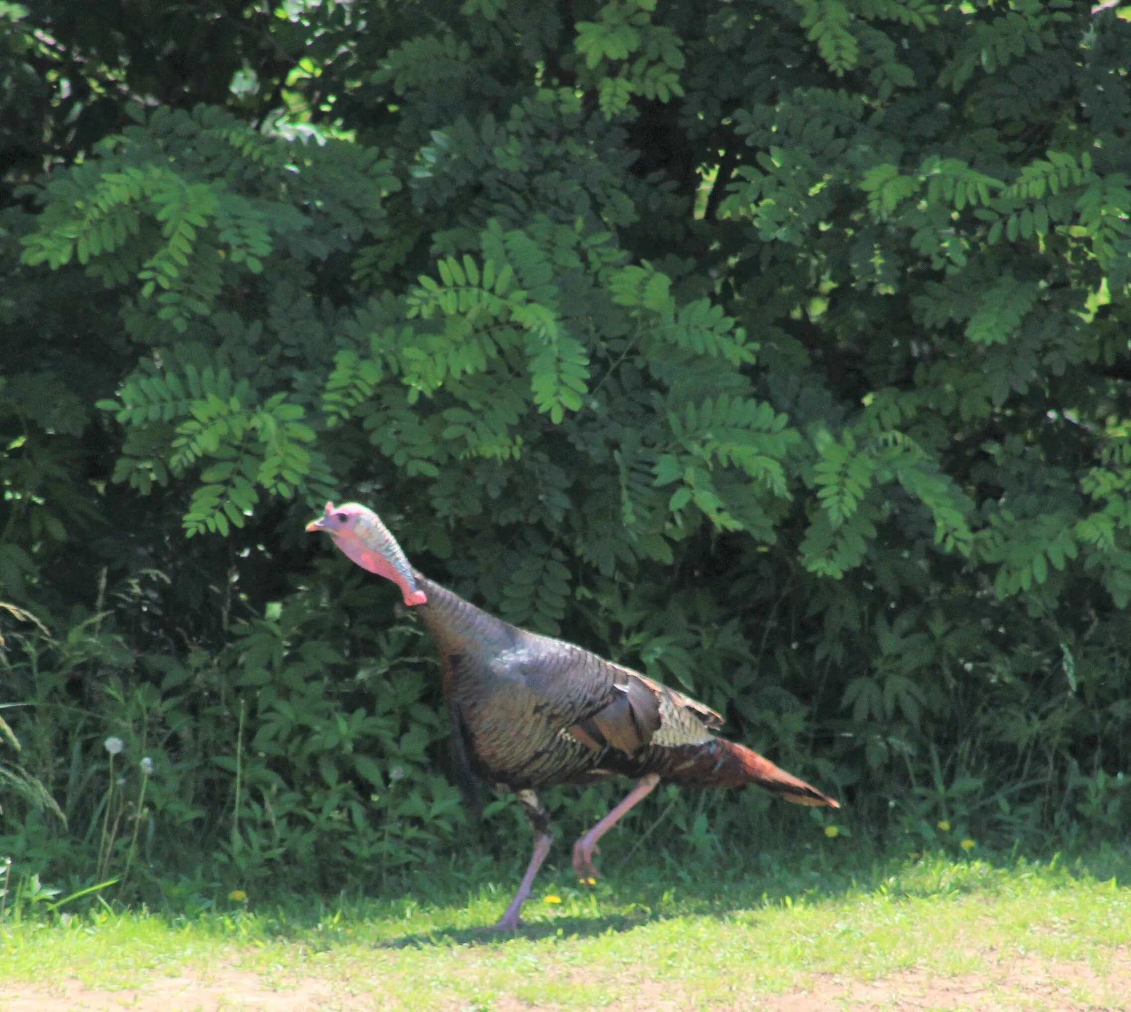 Curious Turkey