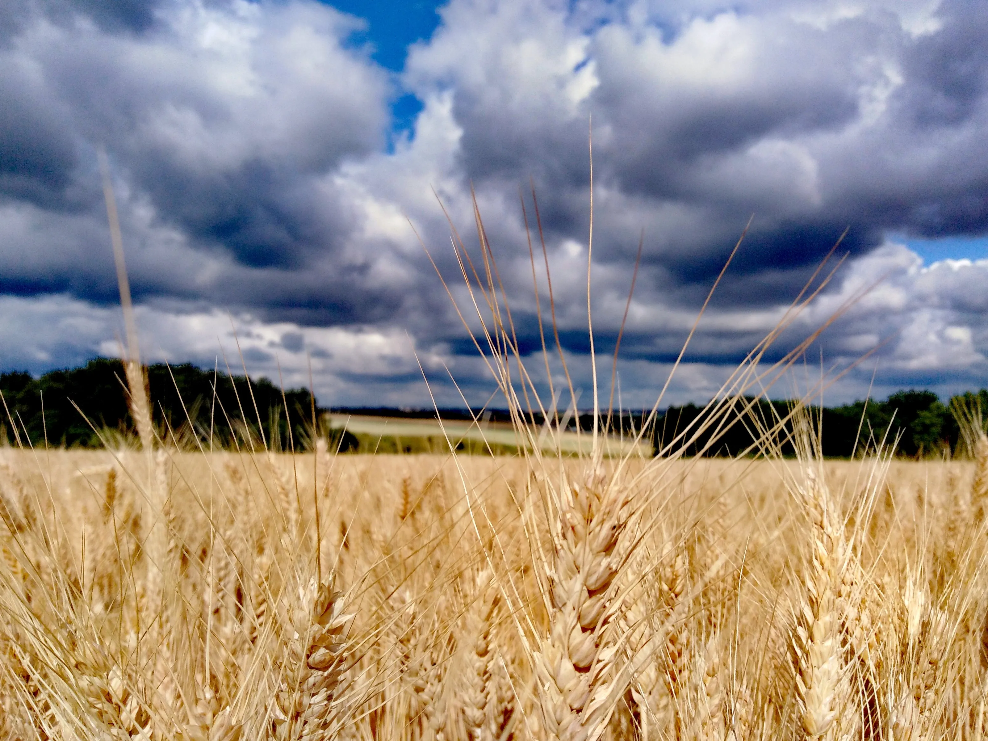 The wheat