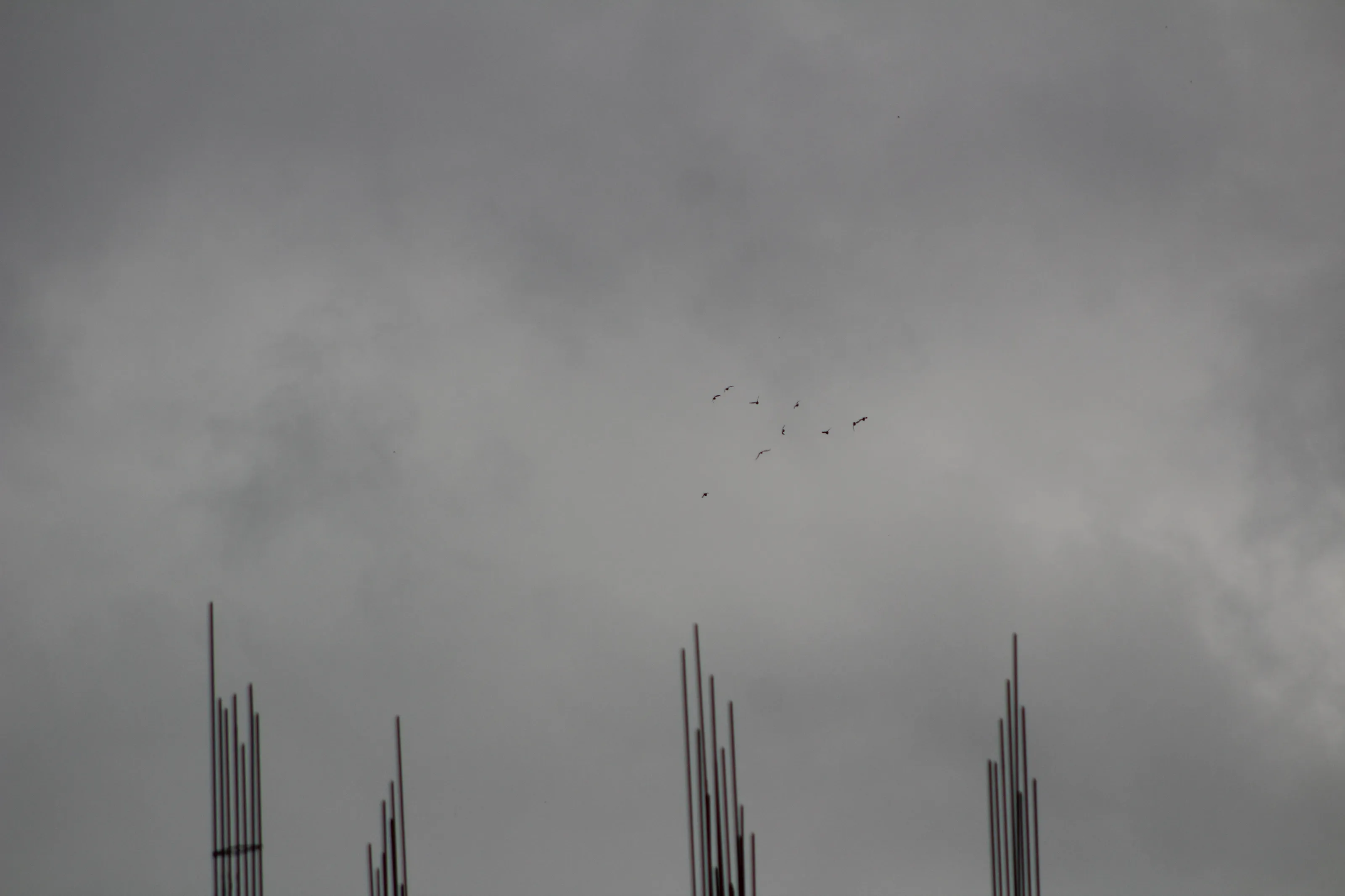 Birds are fly on the cloudy sky
