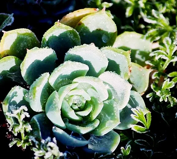 dewy succulent