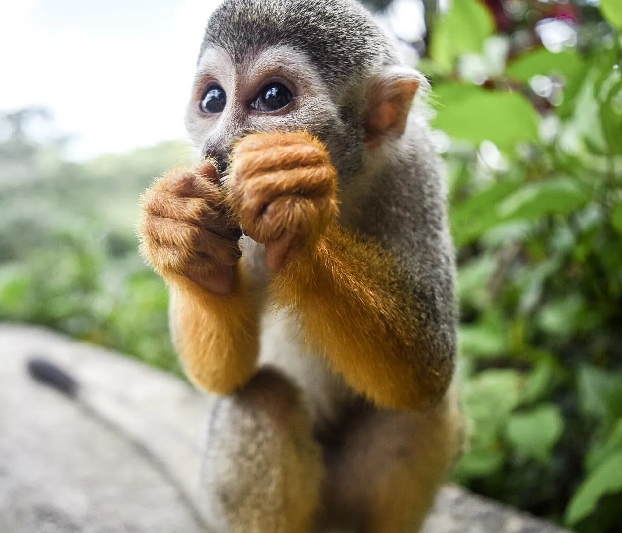Curious