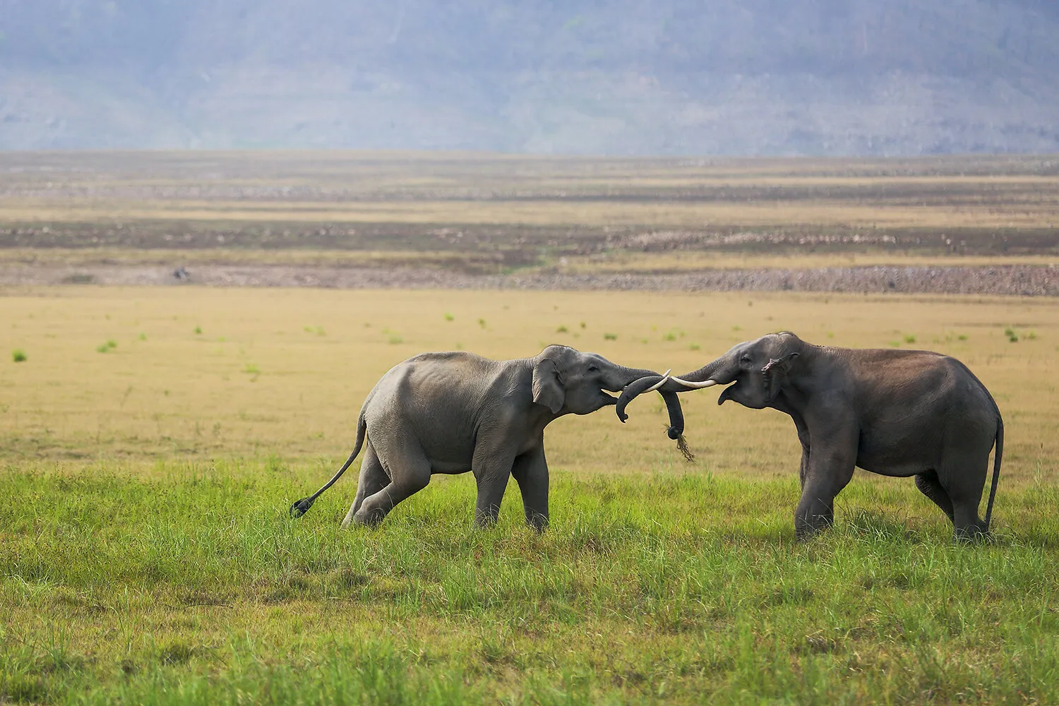 Tusker fighting