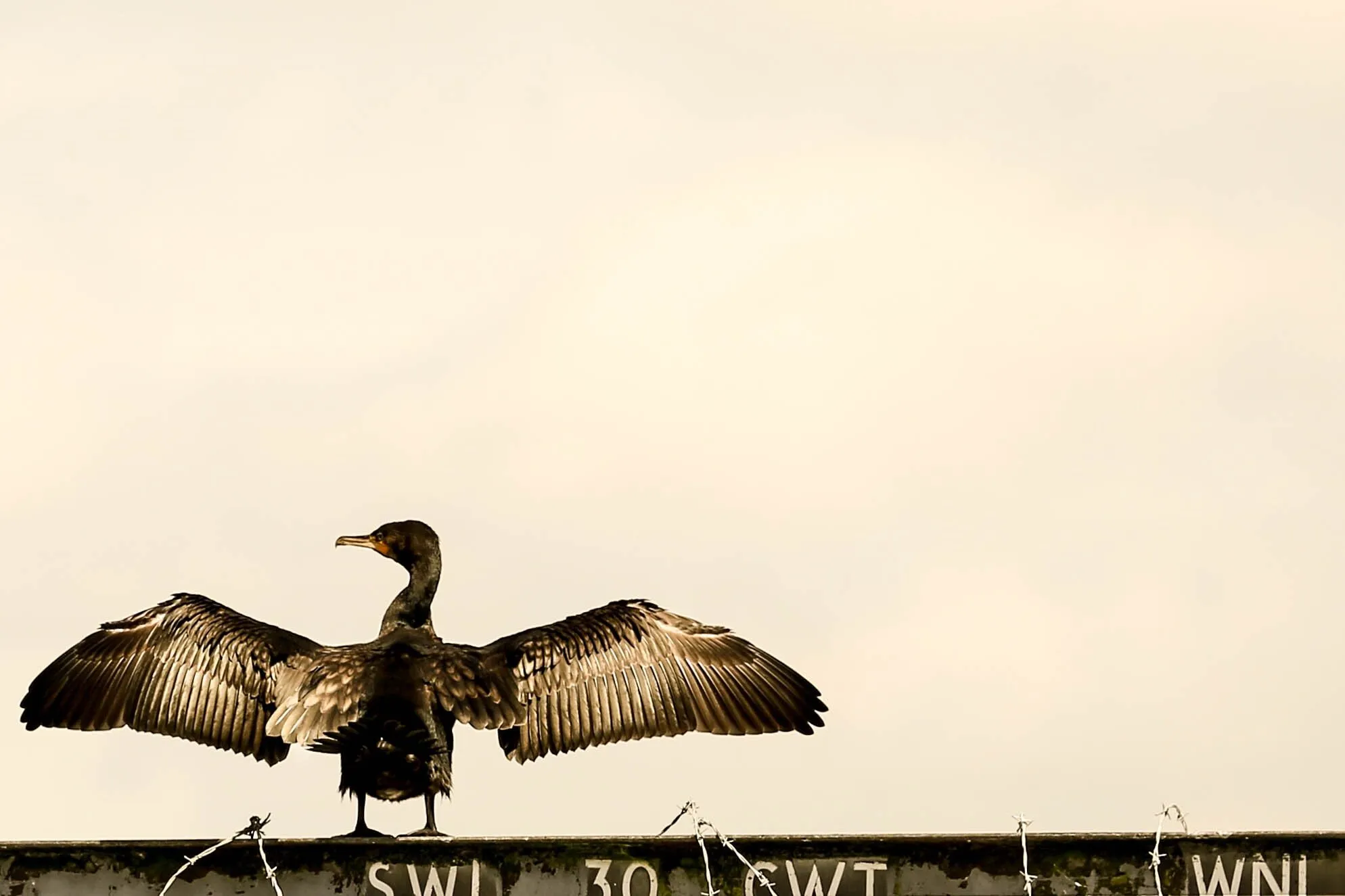 Set me free