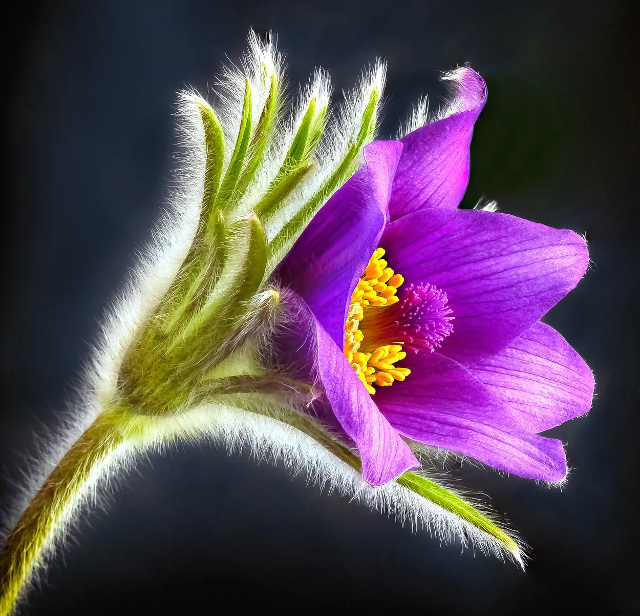 Pulsatilla Vulgaris