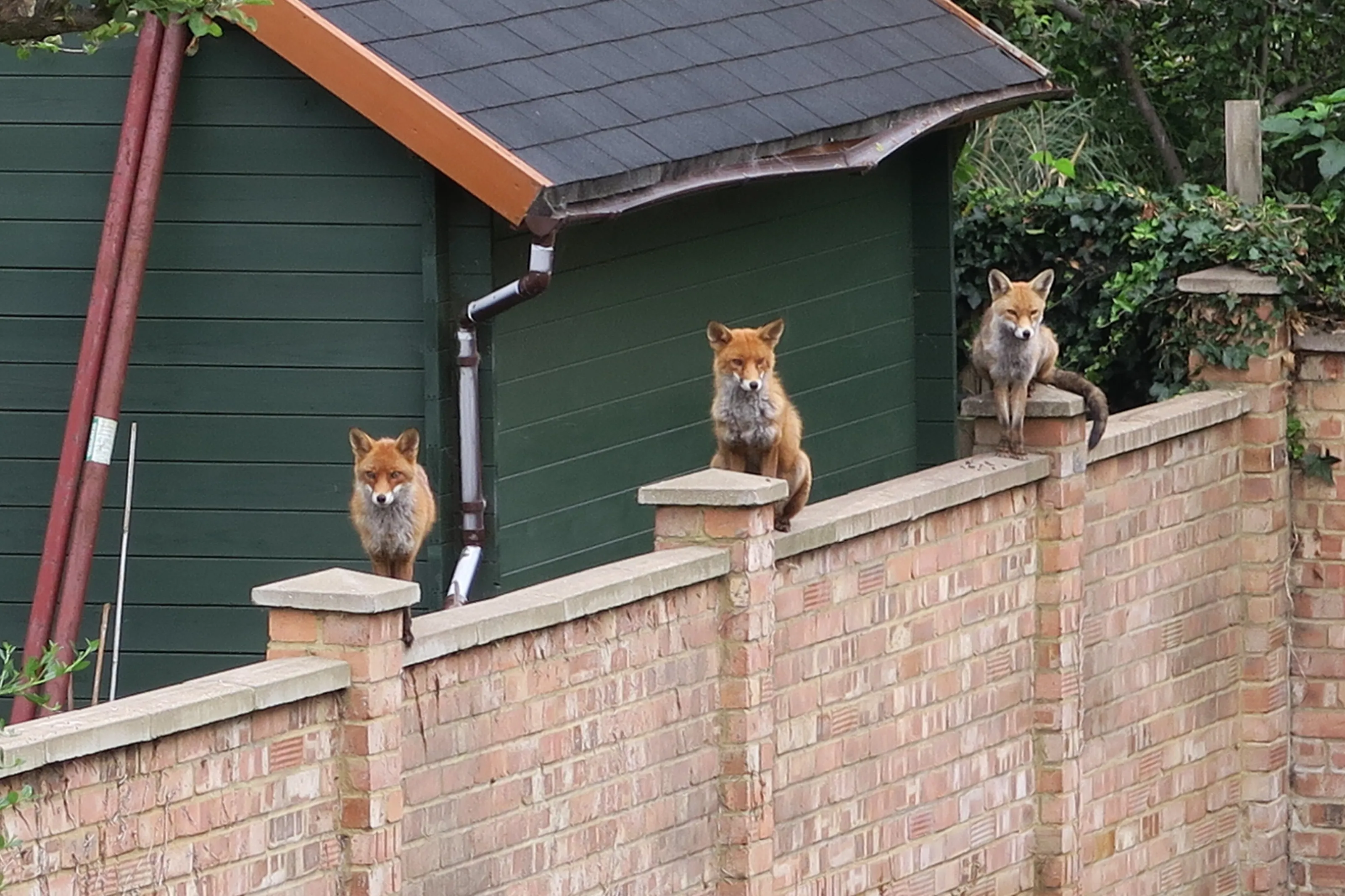 Fox Watch