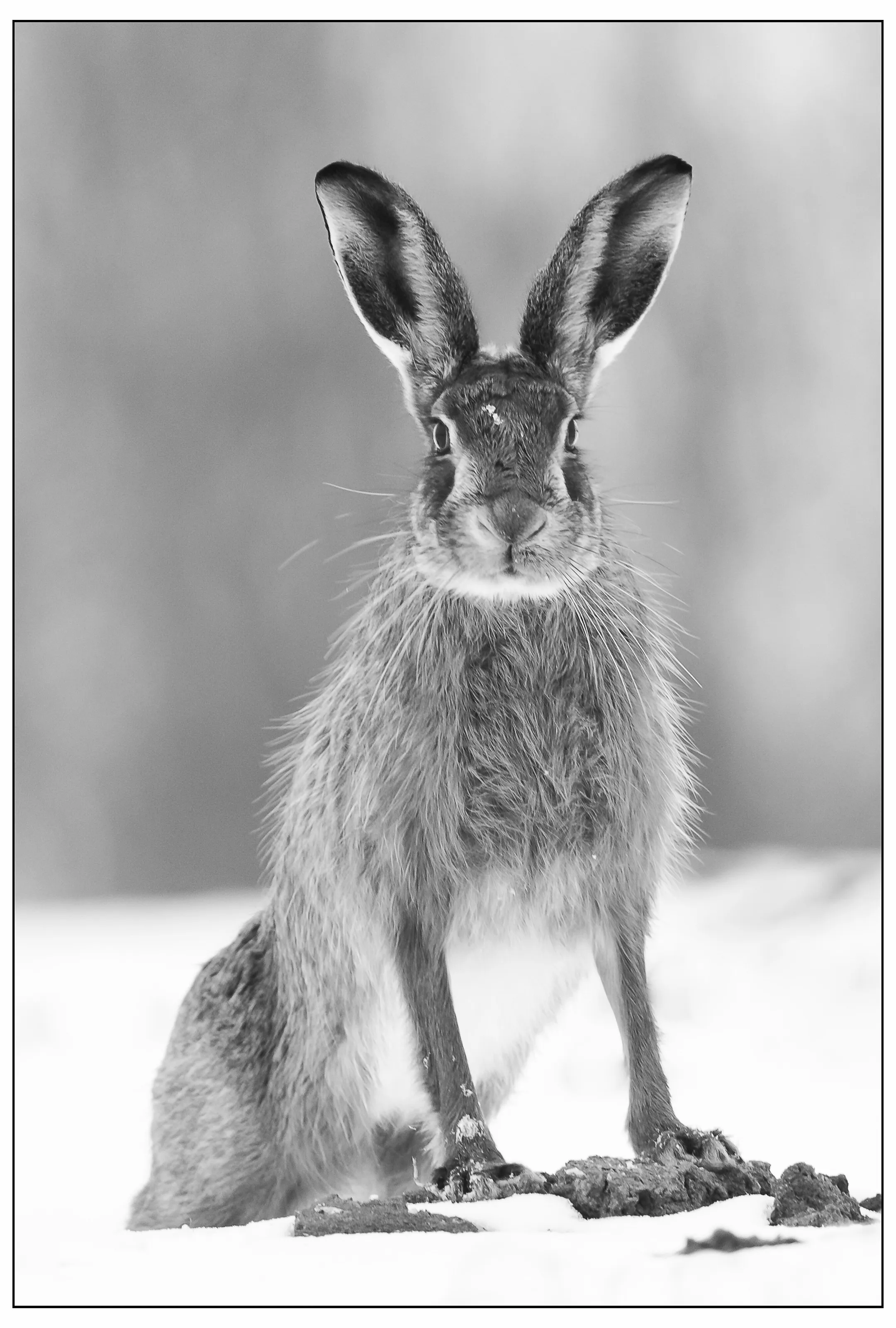 Brown hare in the Snow
