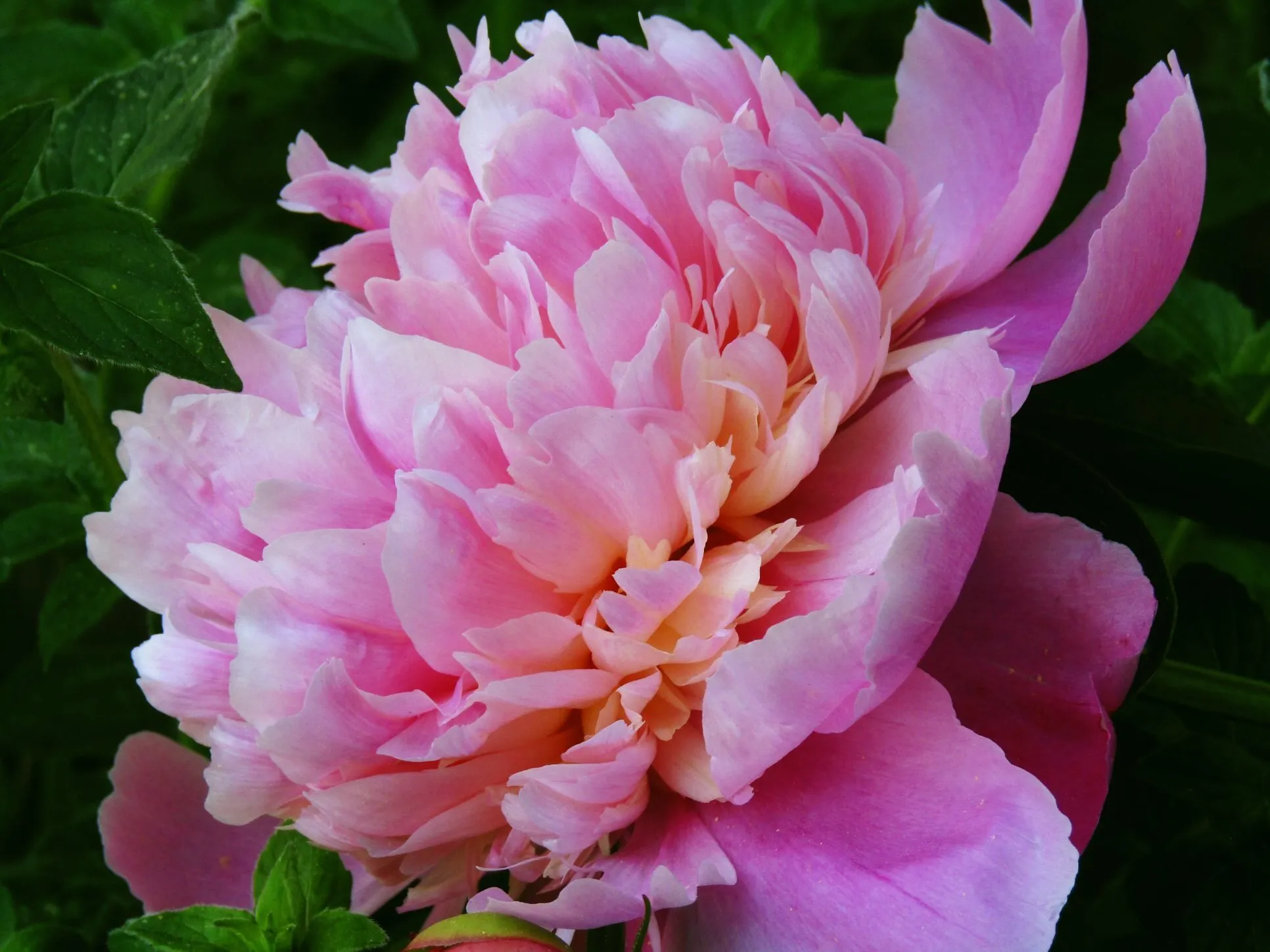 Peonie