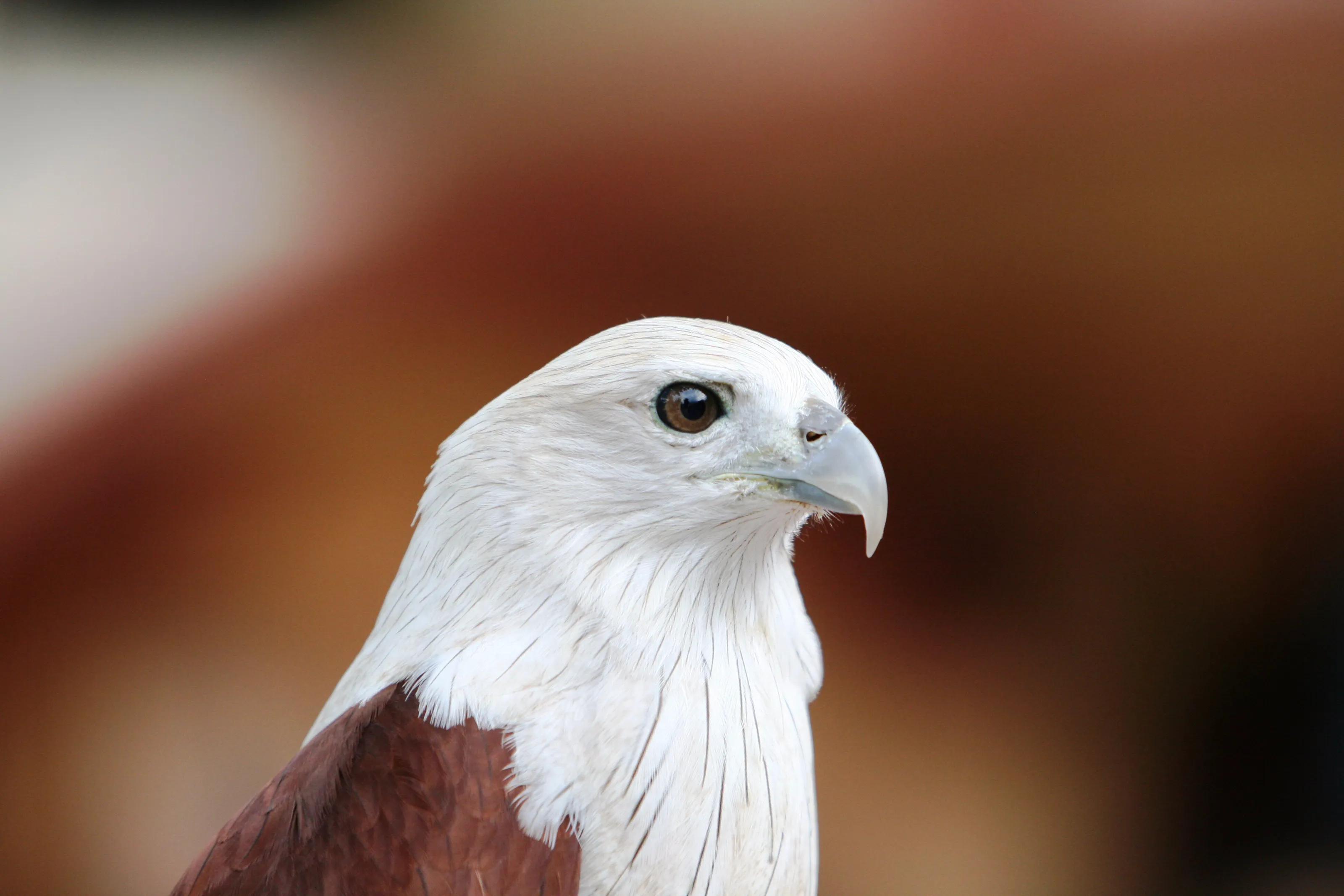 Eagle