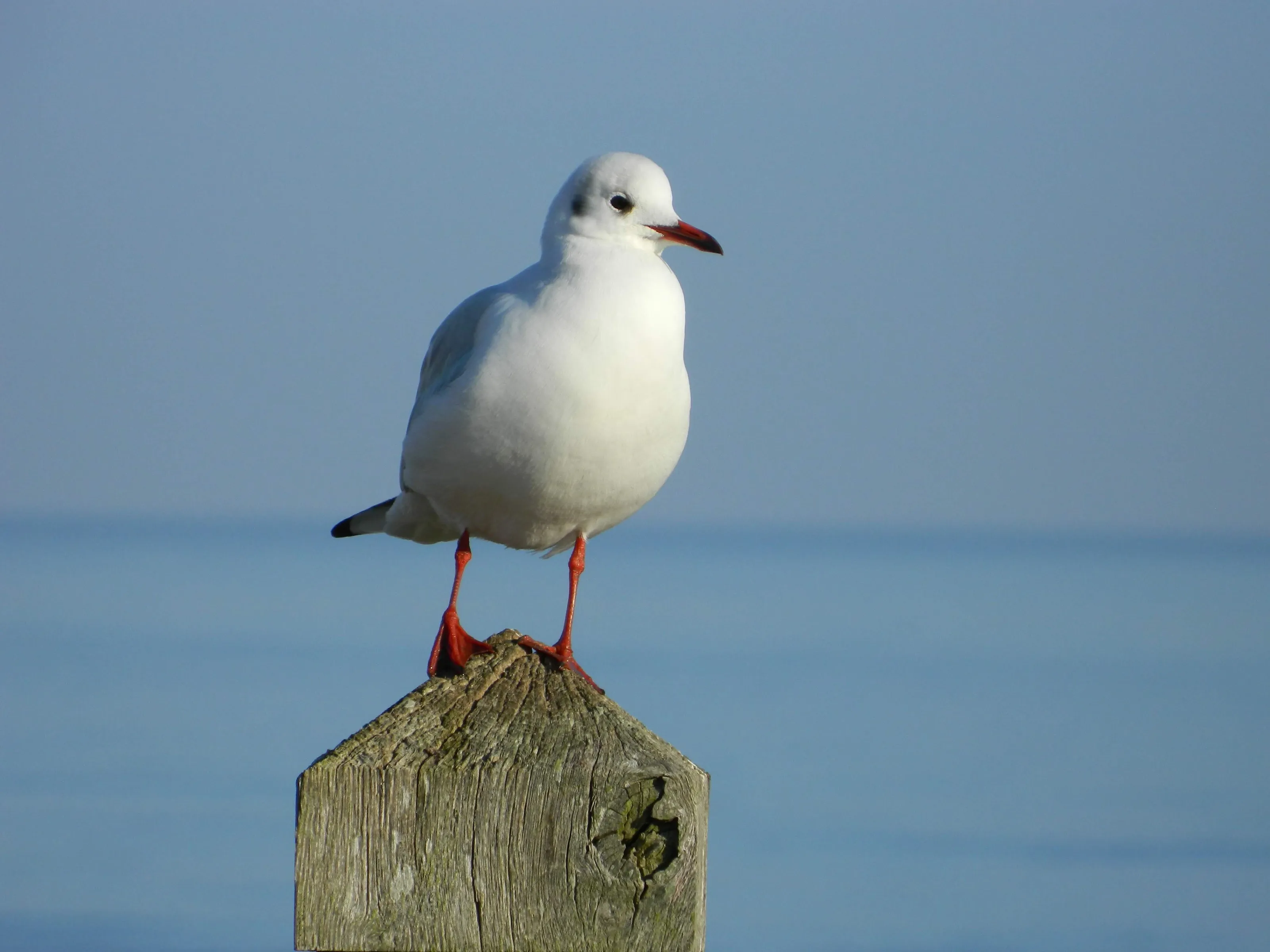 Mr Seagull