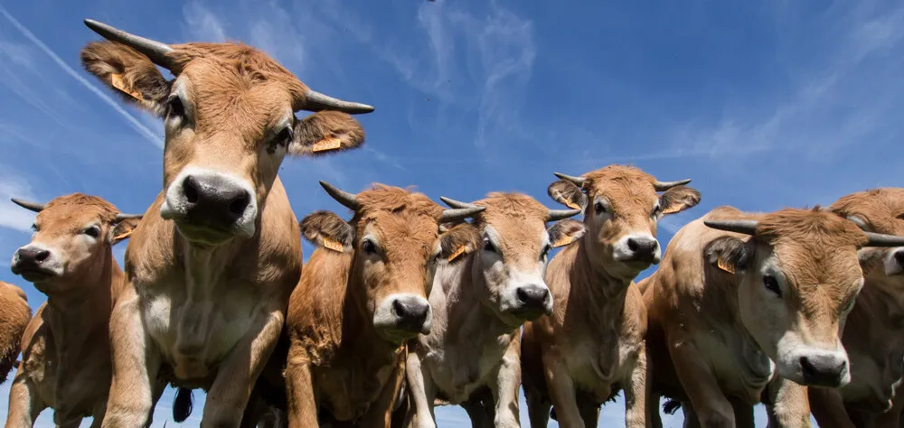 Cows