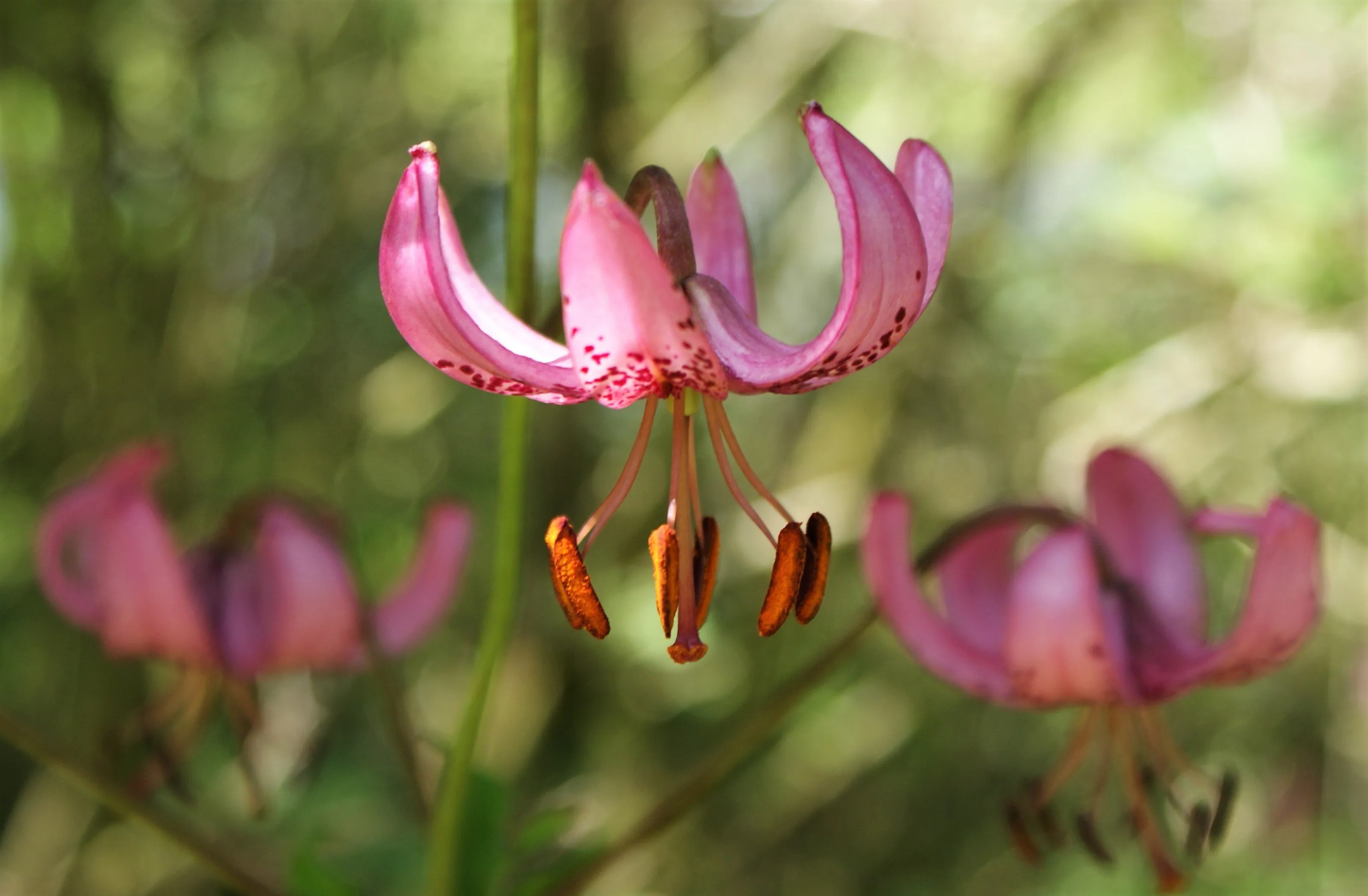 Martagon Lily