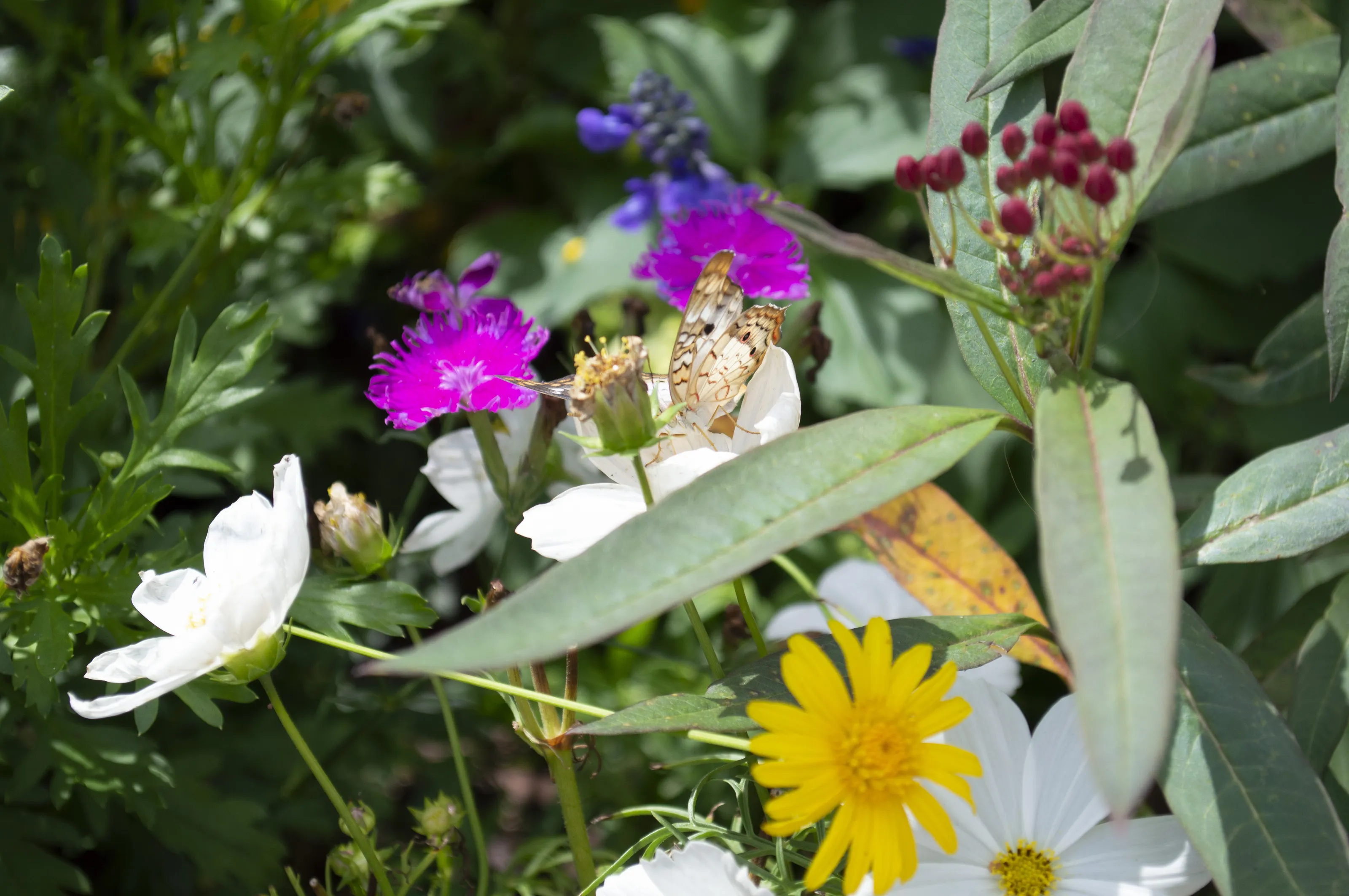 Butterfly Garden
