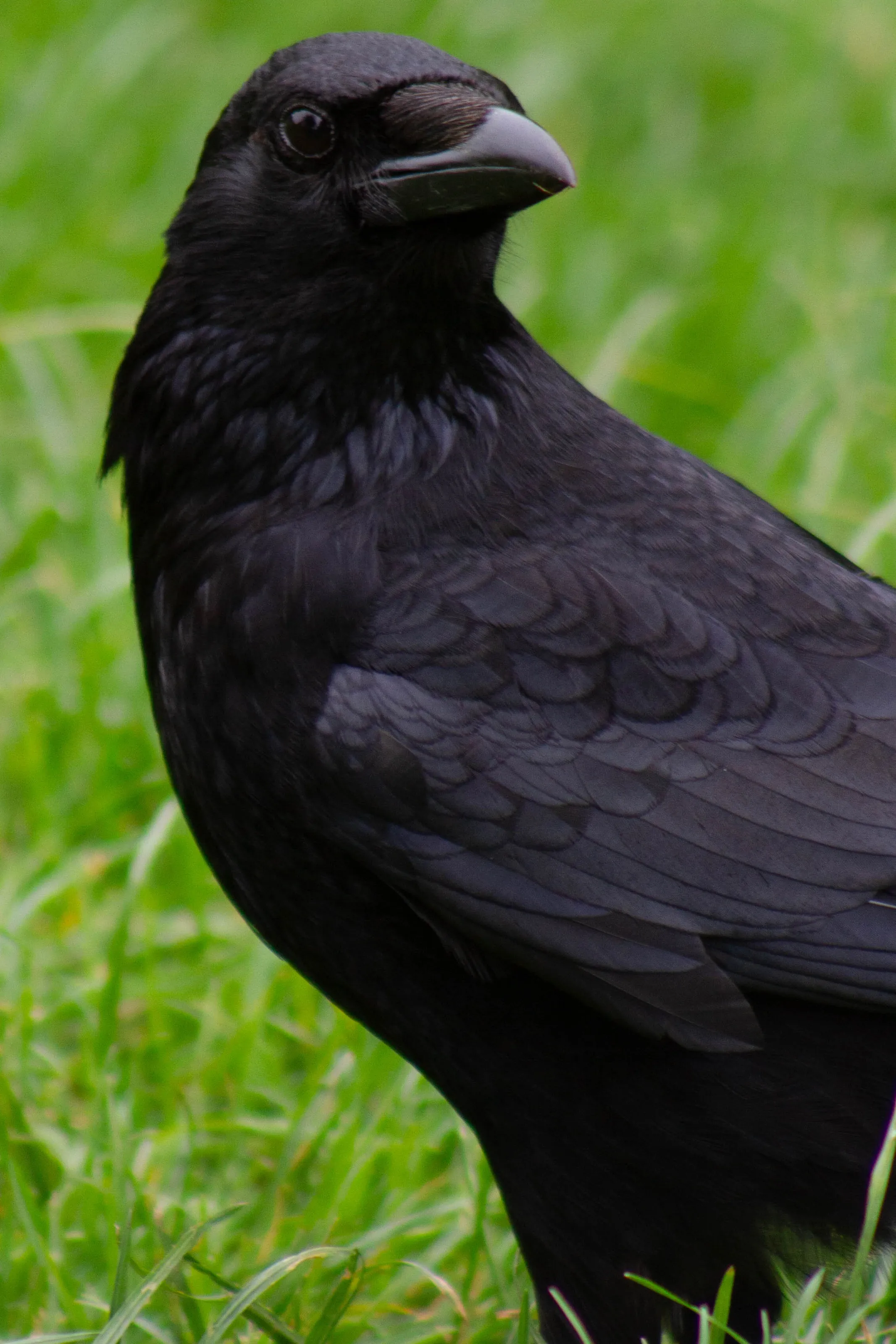 Corvid