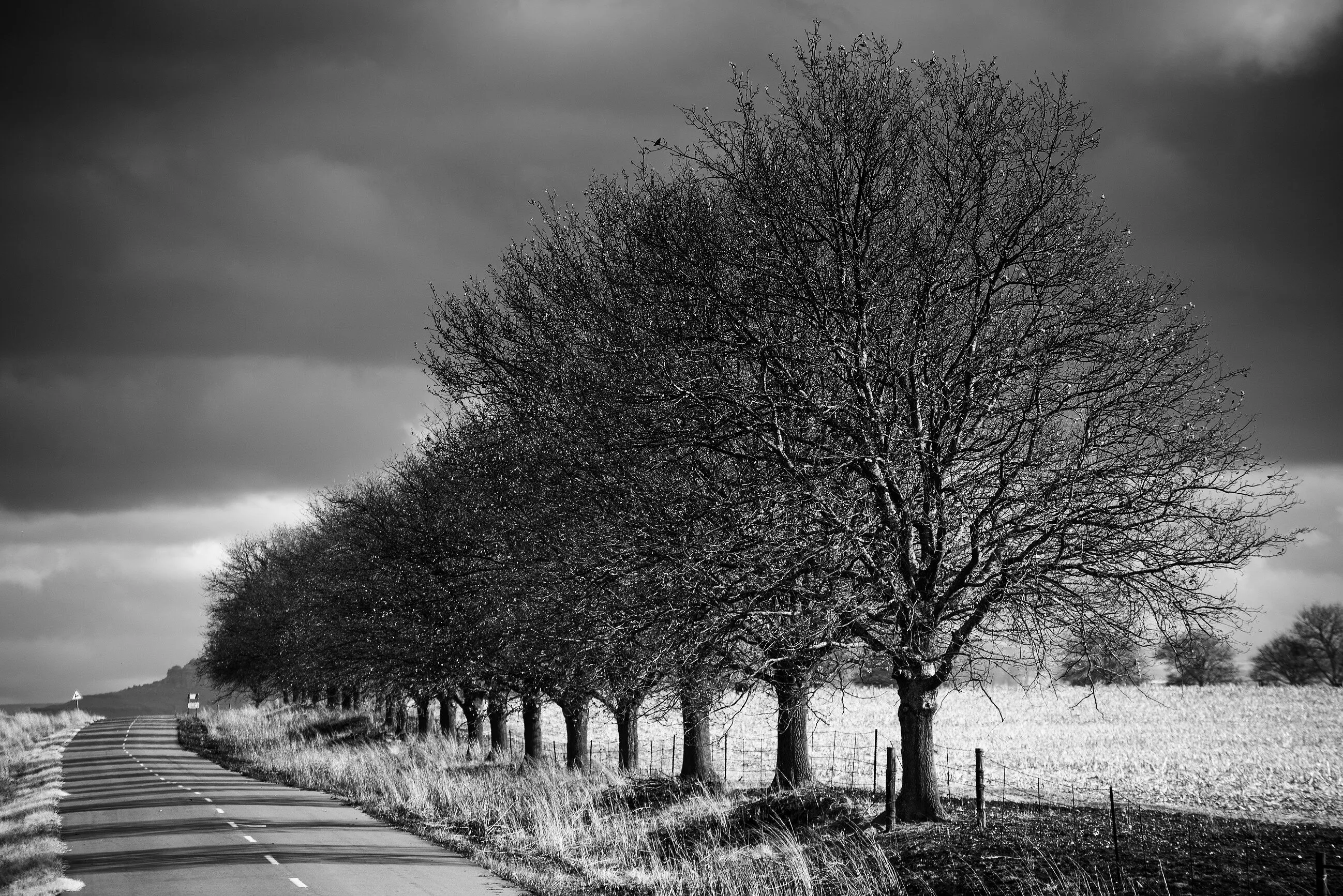 Shadows on road