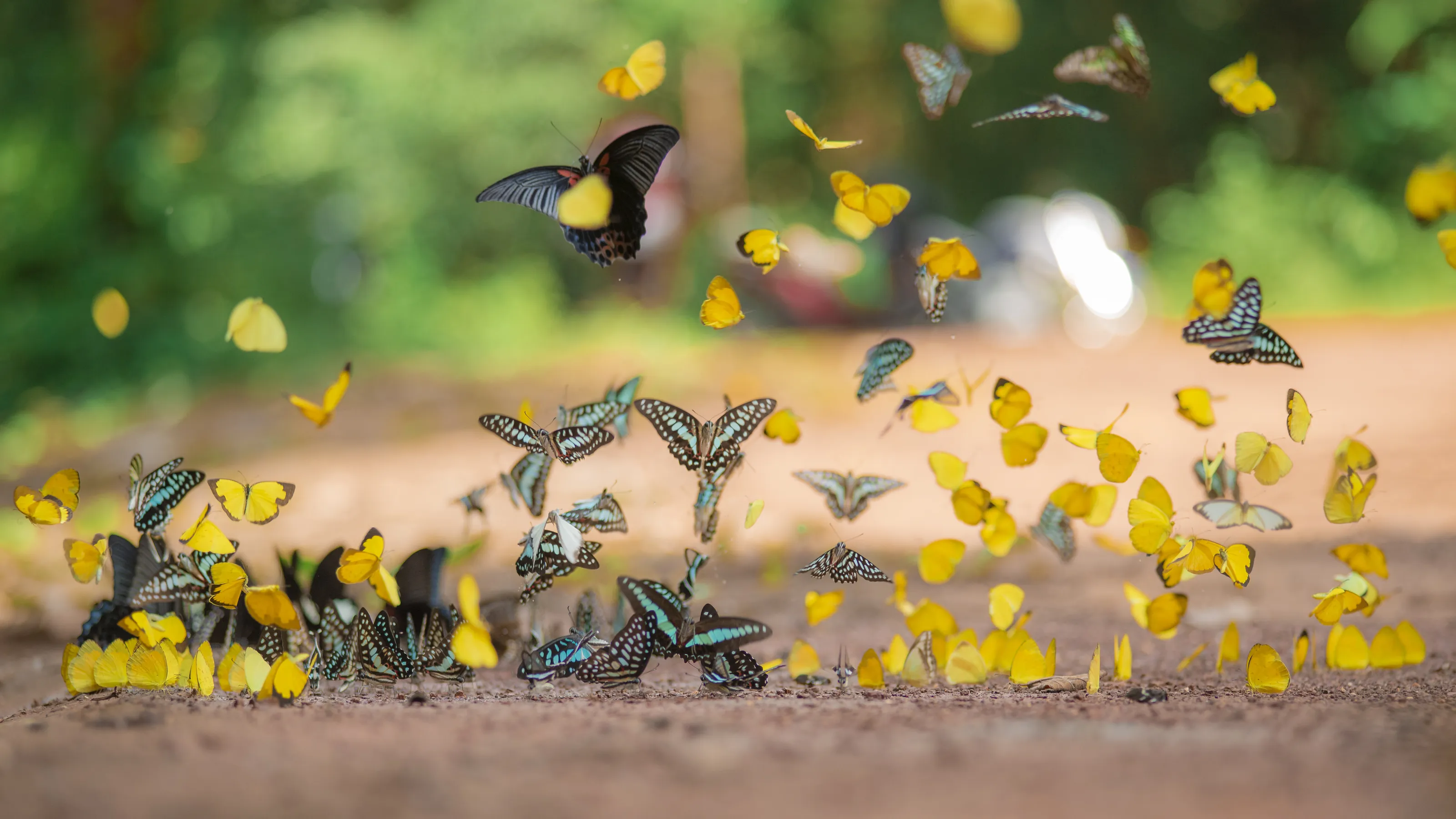 Fly Fly the Butterfly