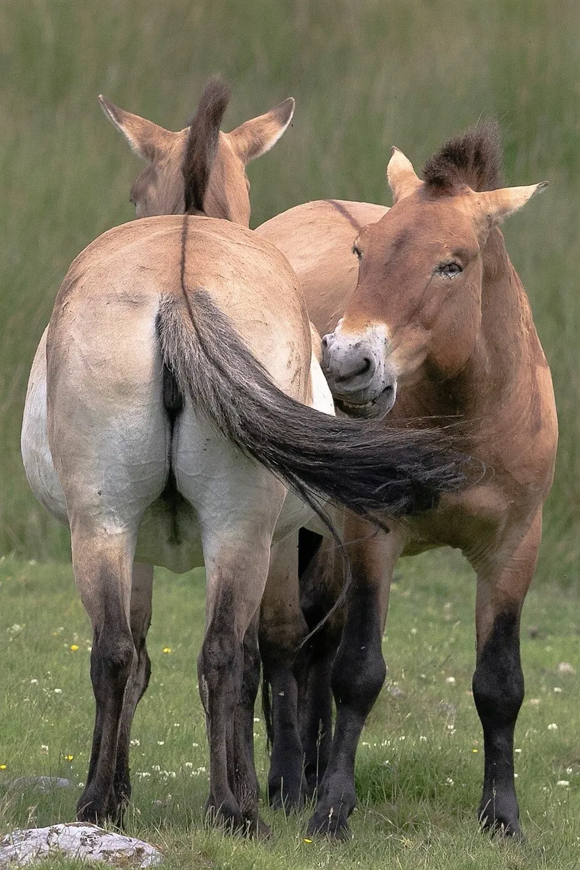 Entry 21027944