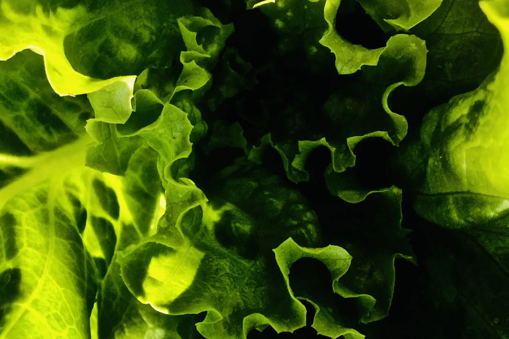Lettuce