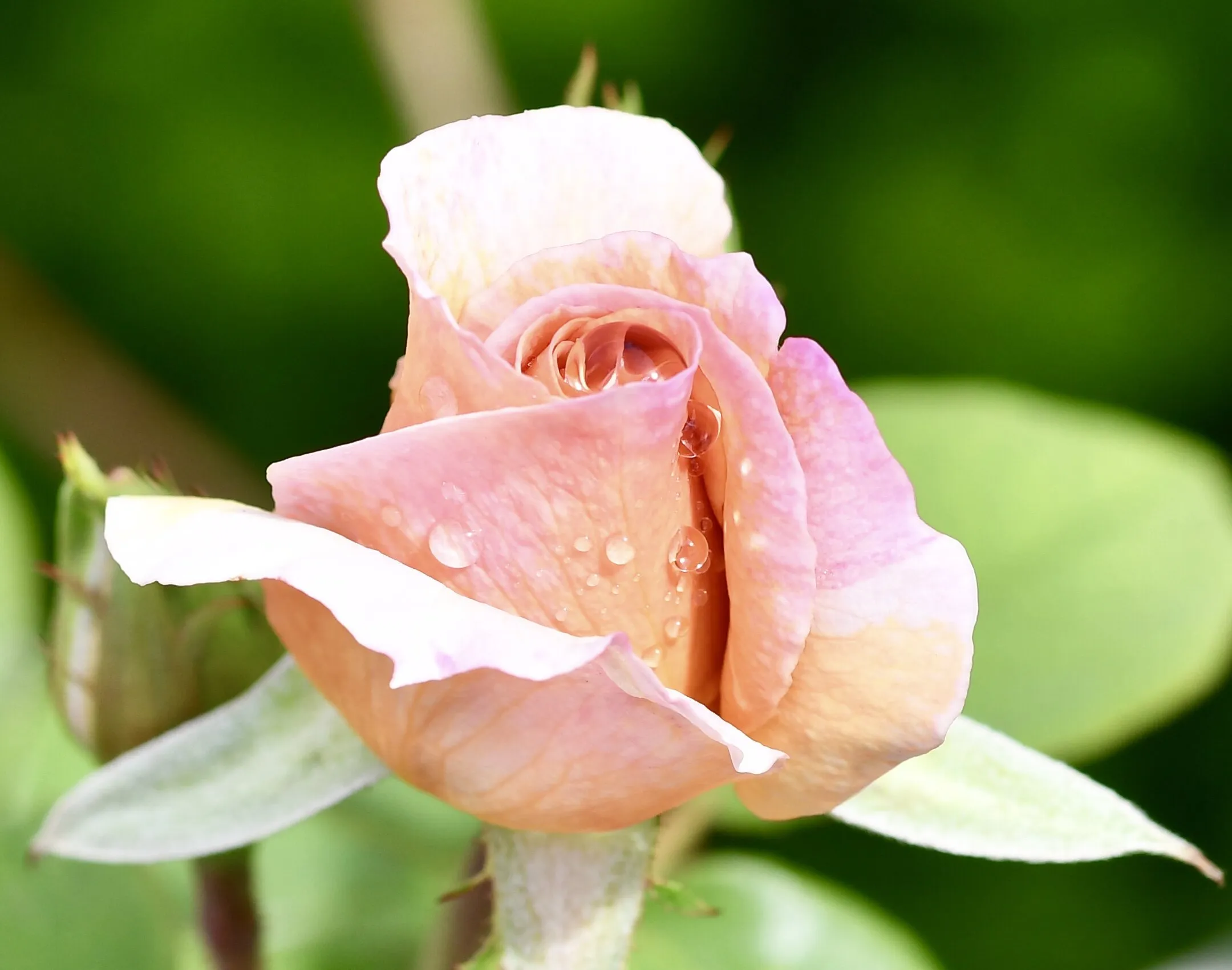Trade winds rose