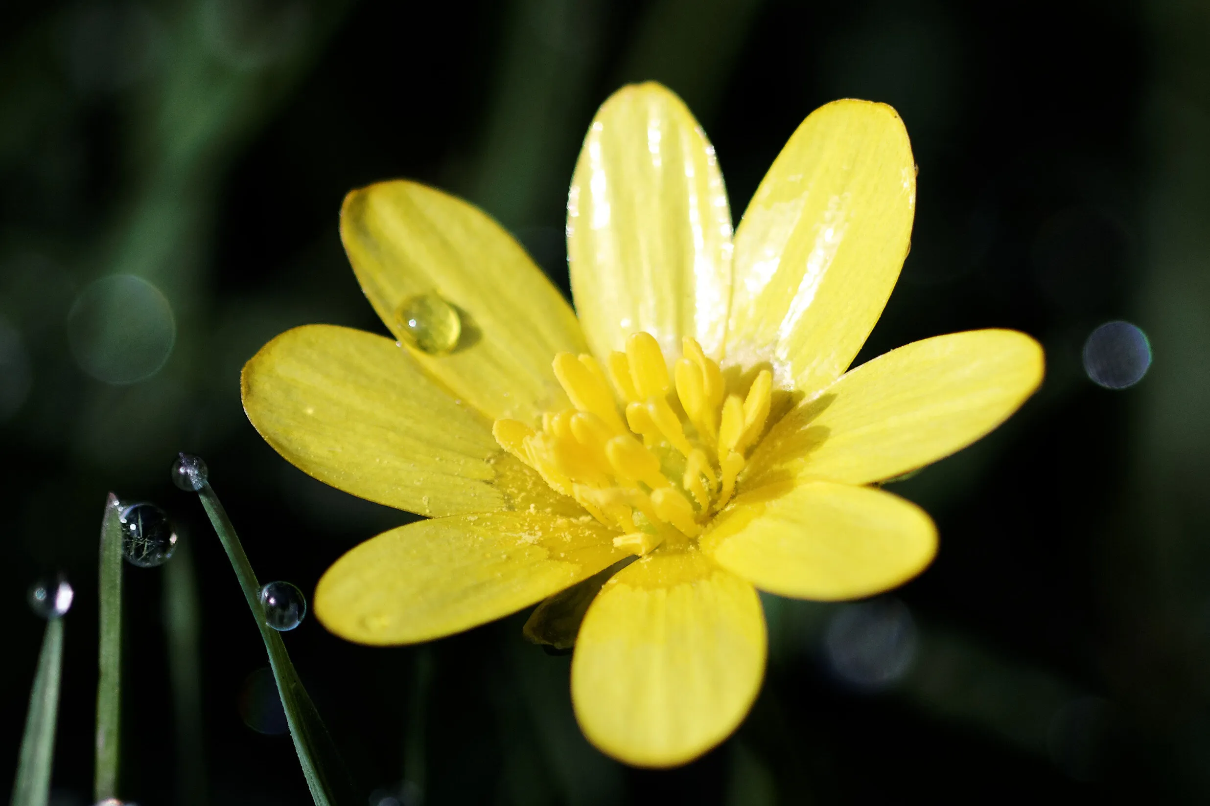 Celendine