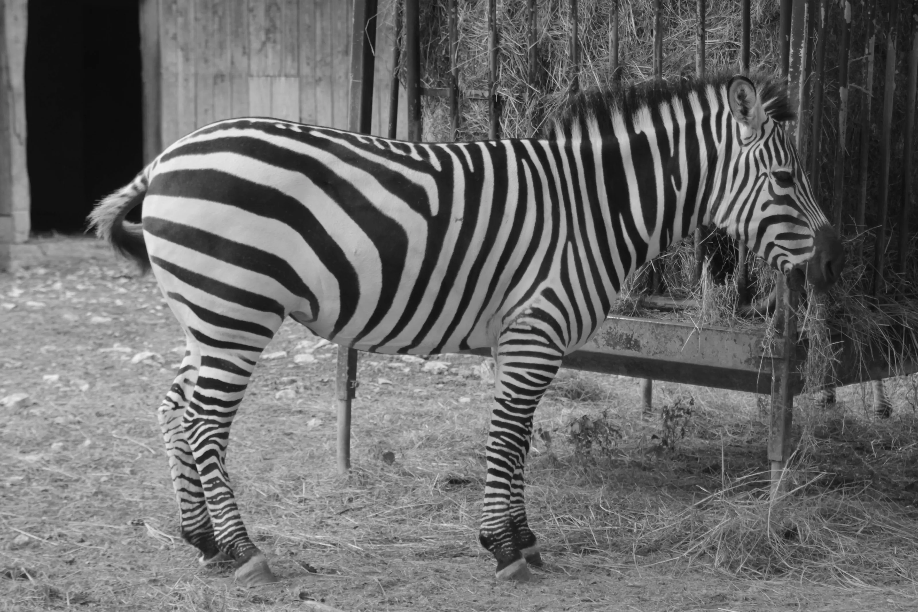 Black & White Stripes