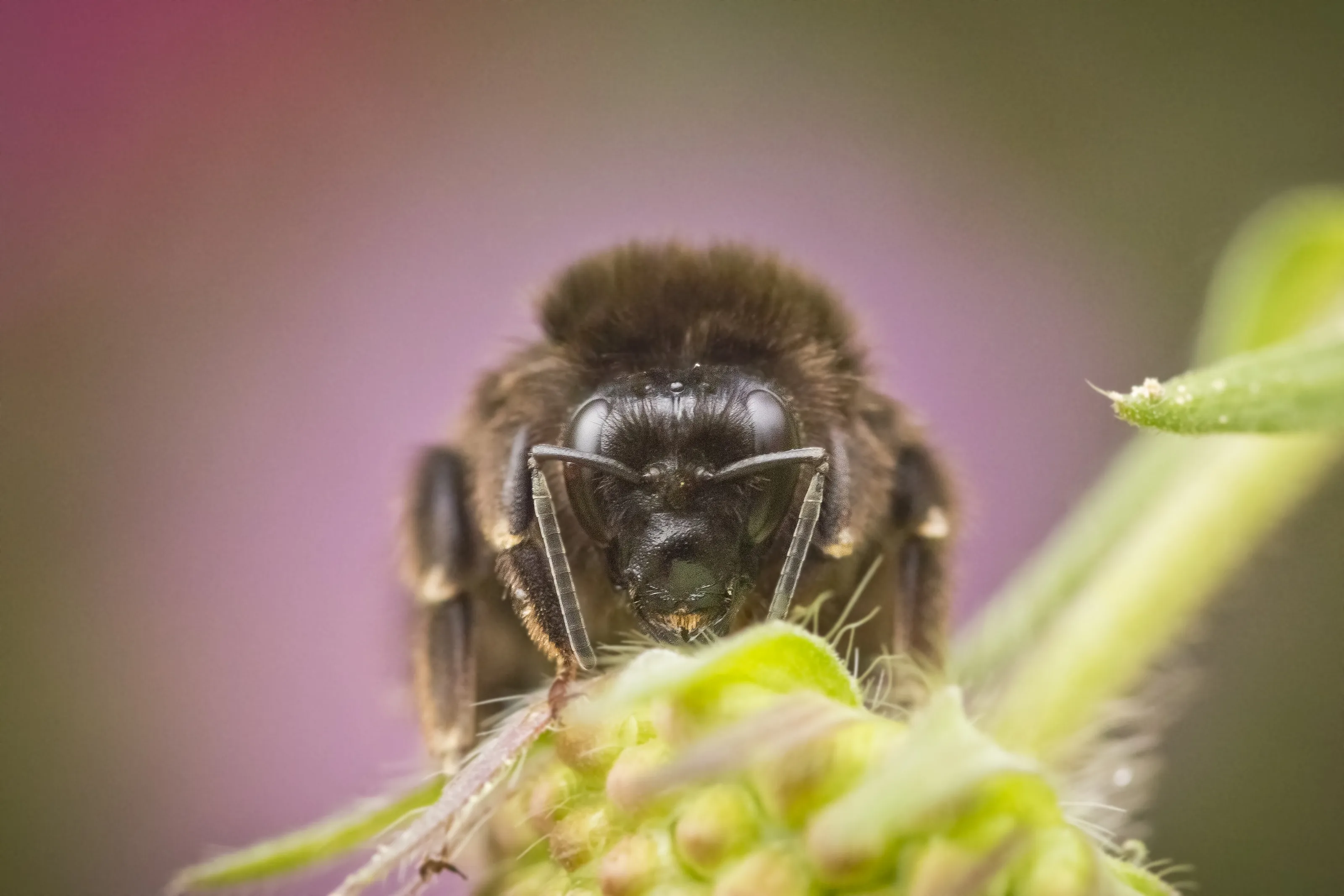 Bumblebee macro
