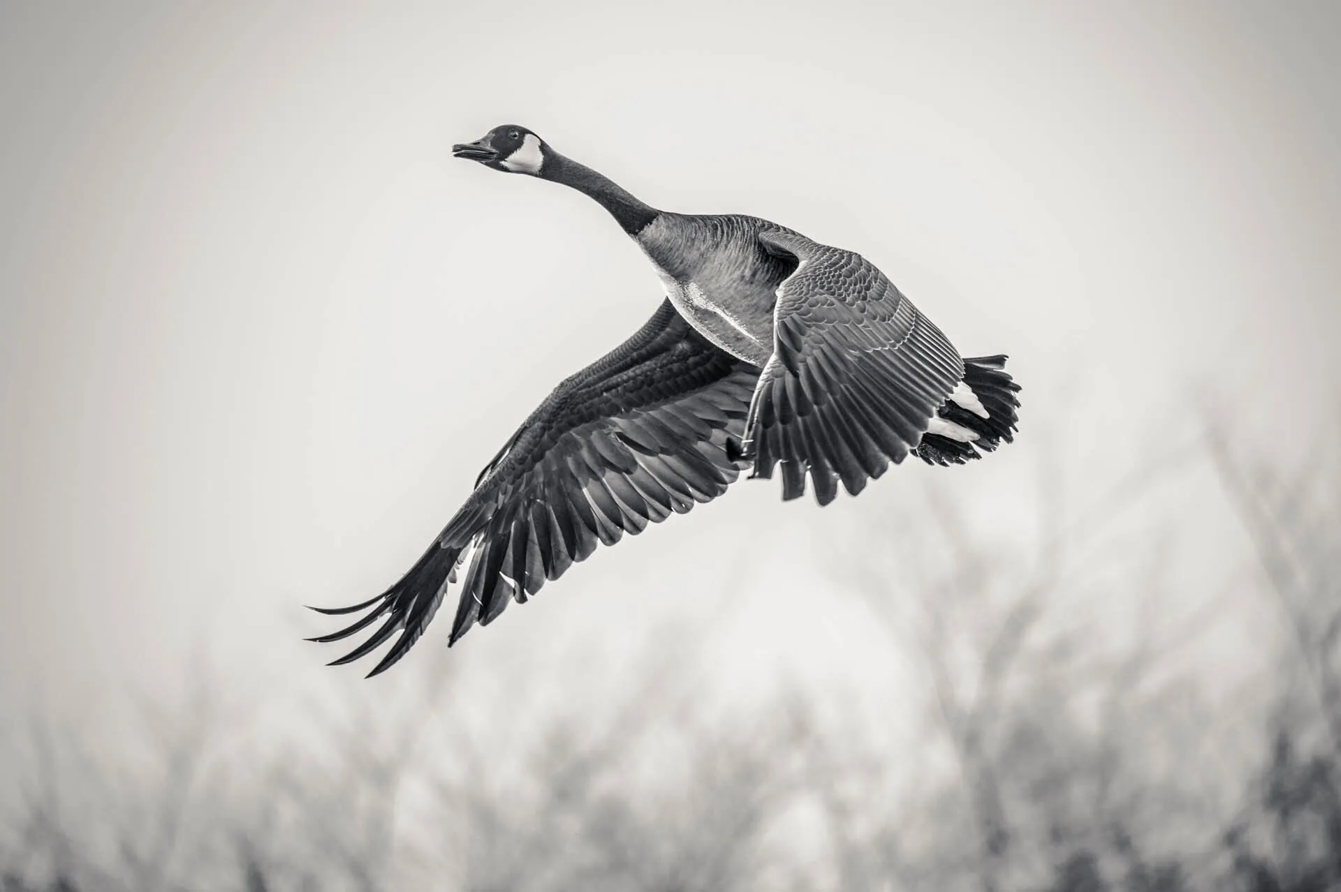 Canadian Honker