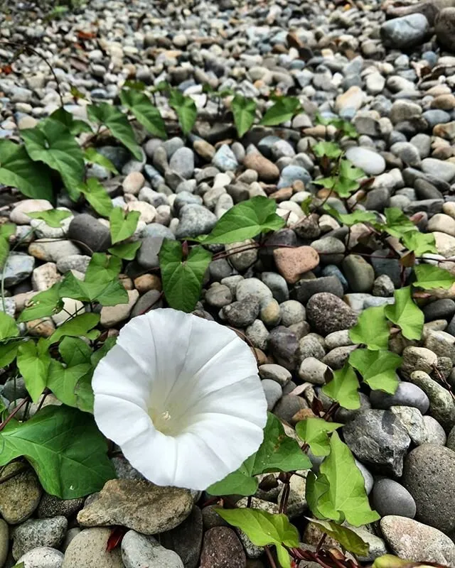 Flower on the rocks