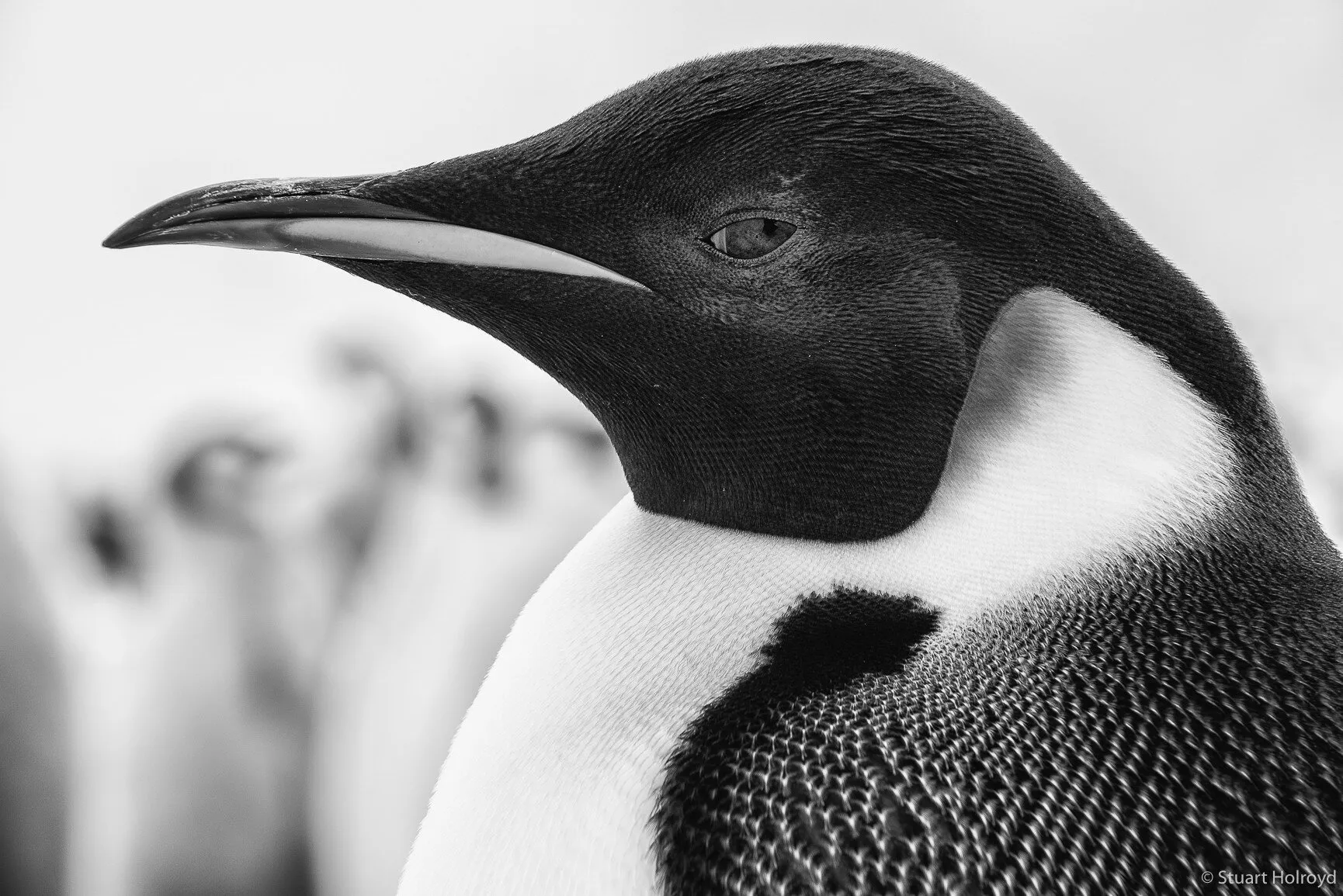 Wise Penguin