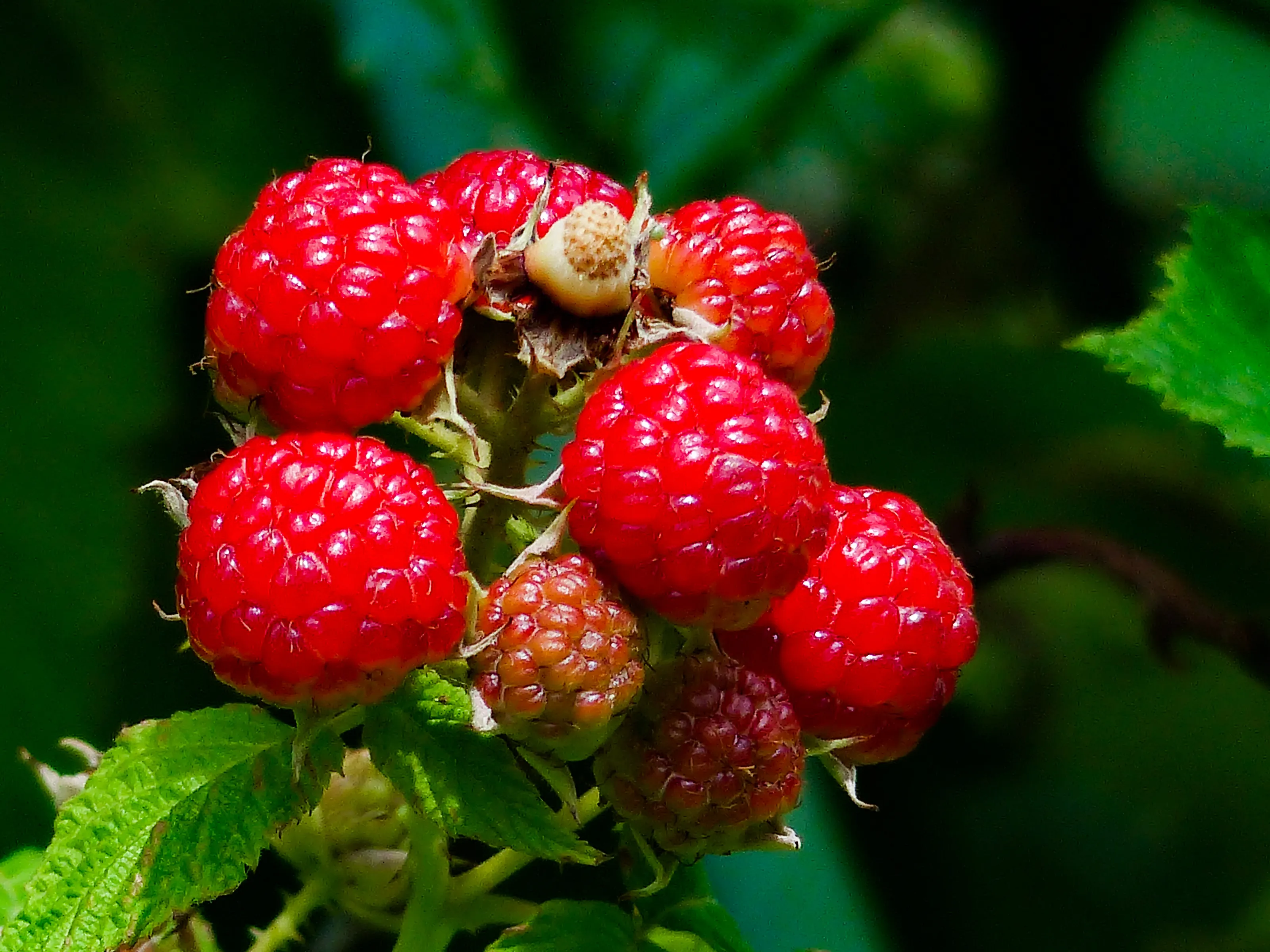 Wildberries