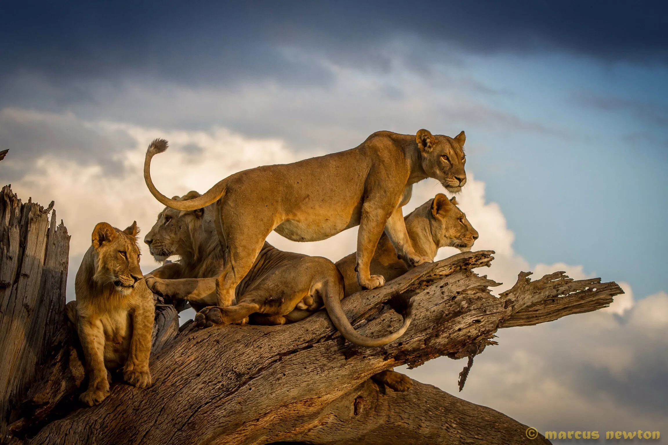 Vantage Point