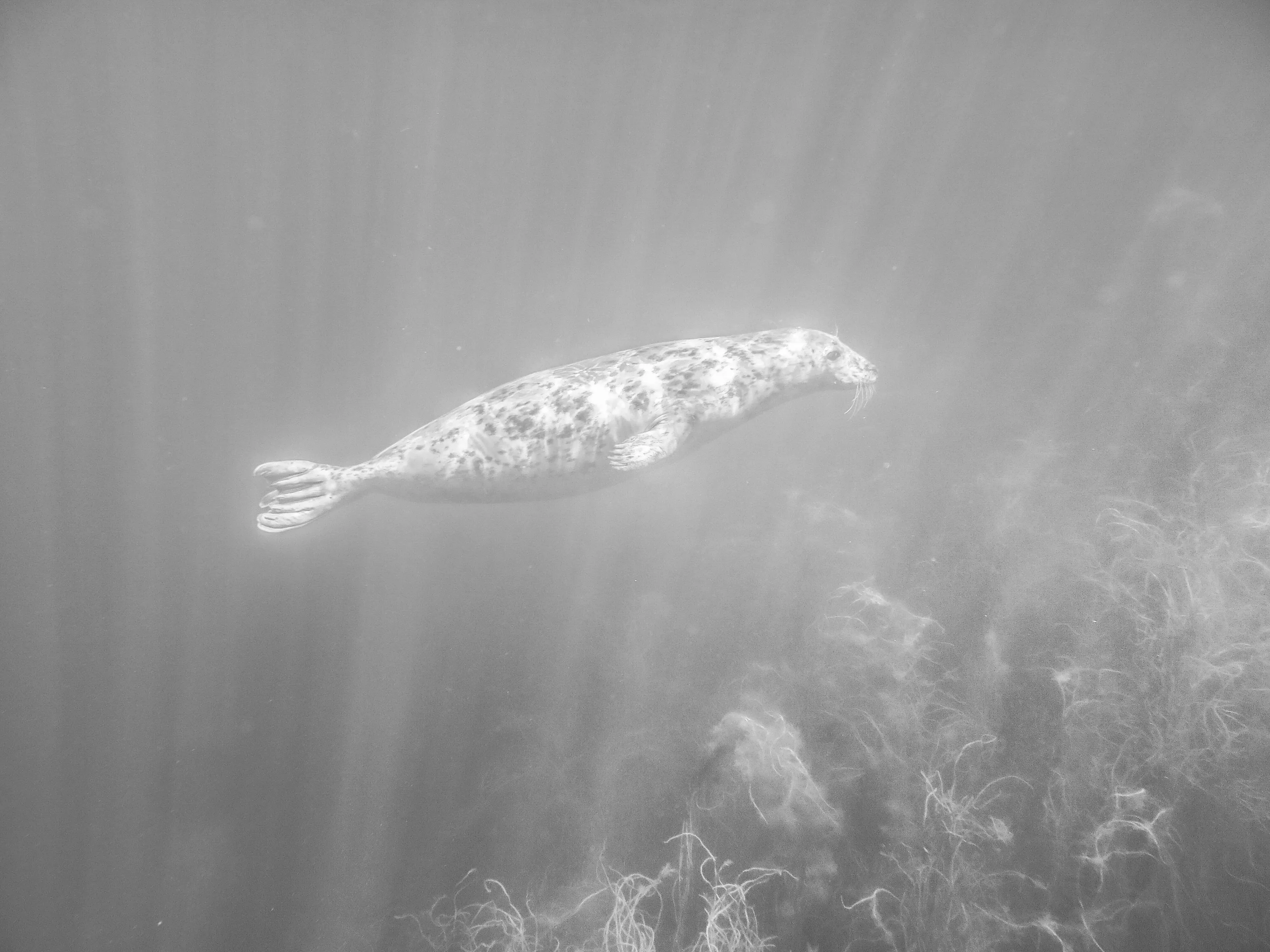 A seal in the sunlight