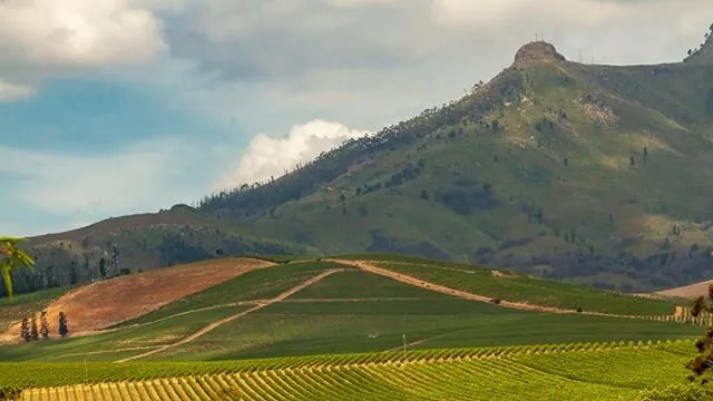 Vineyards