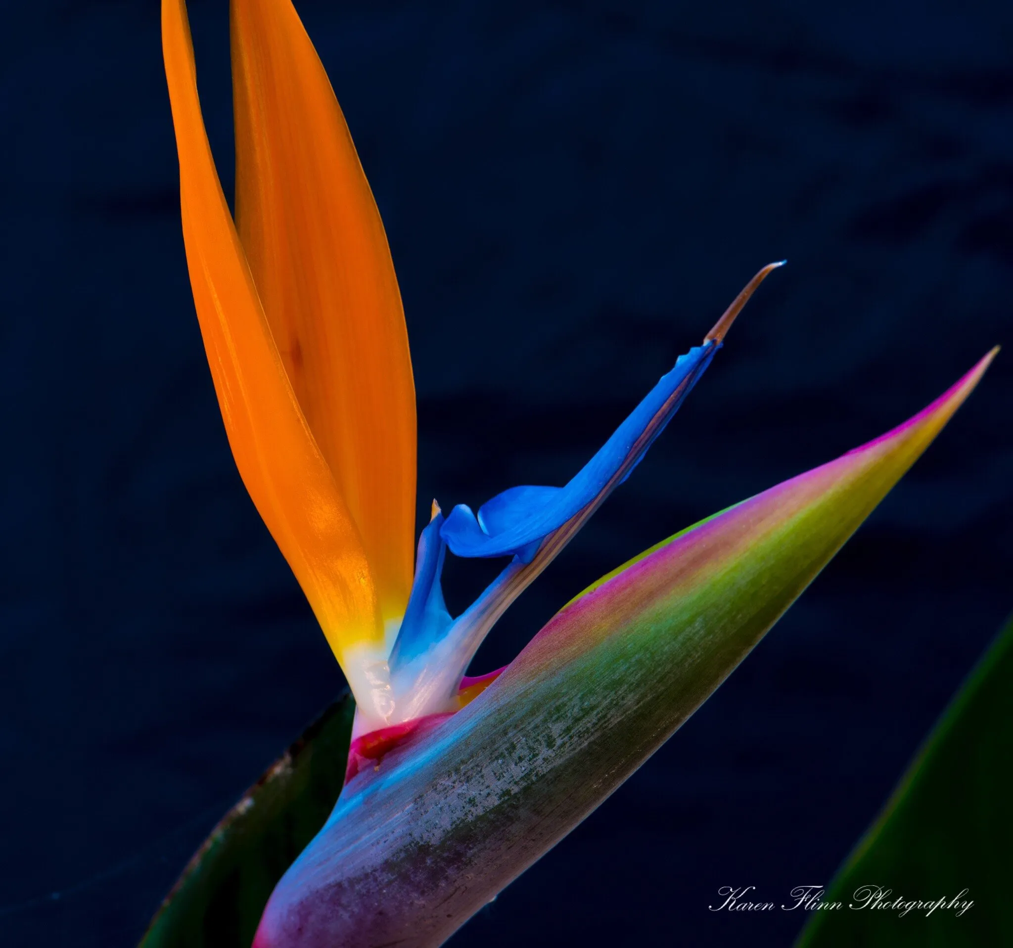Bird of Paradise