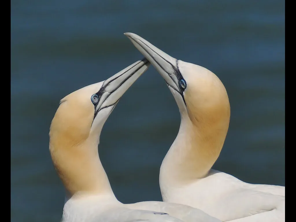 Gannet Greeting