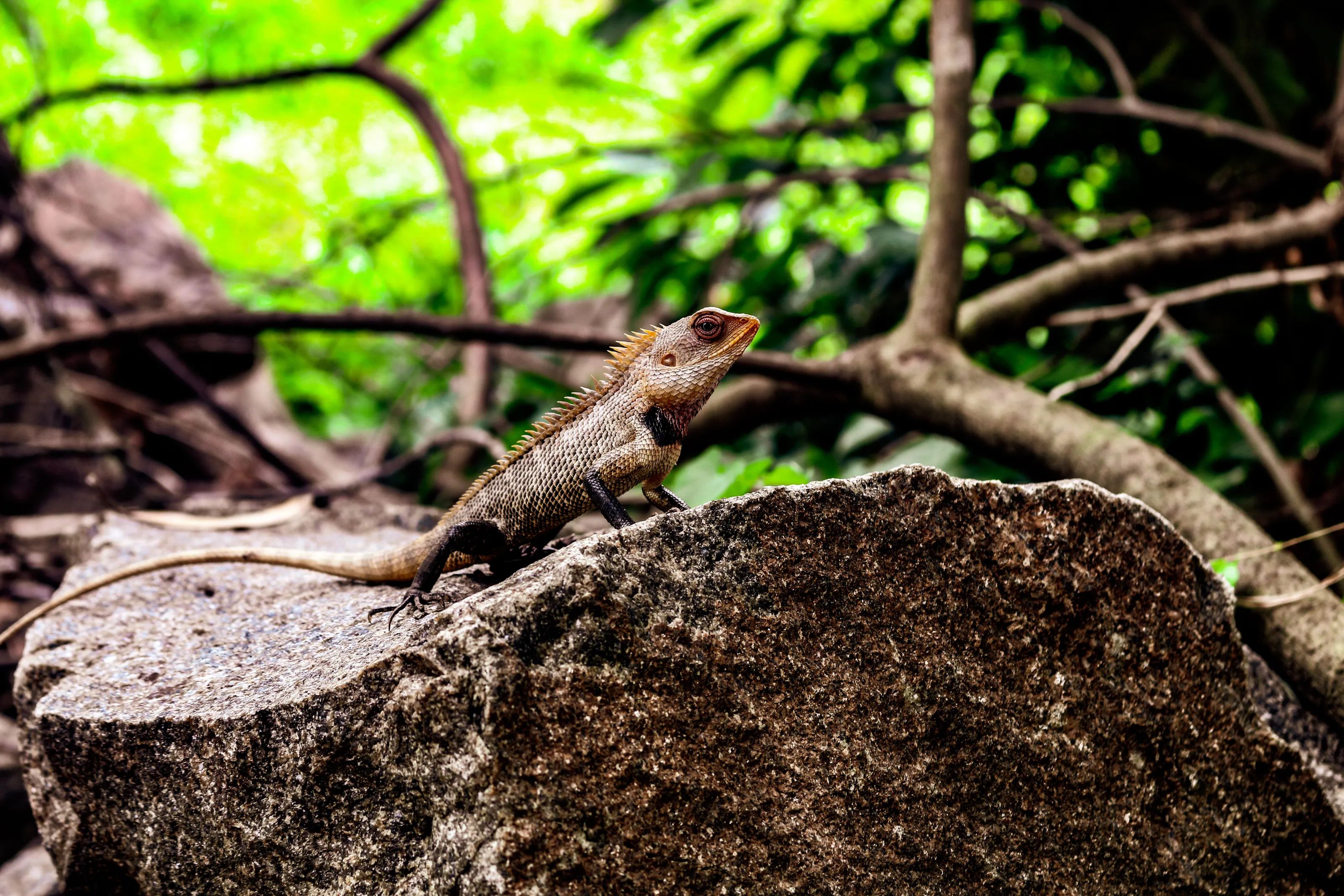 chameleon