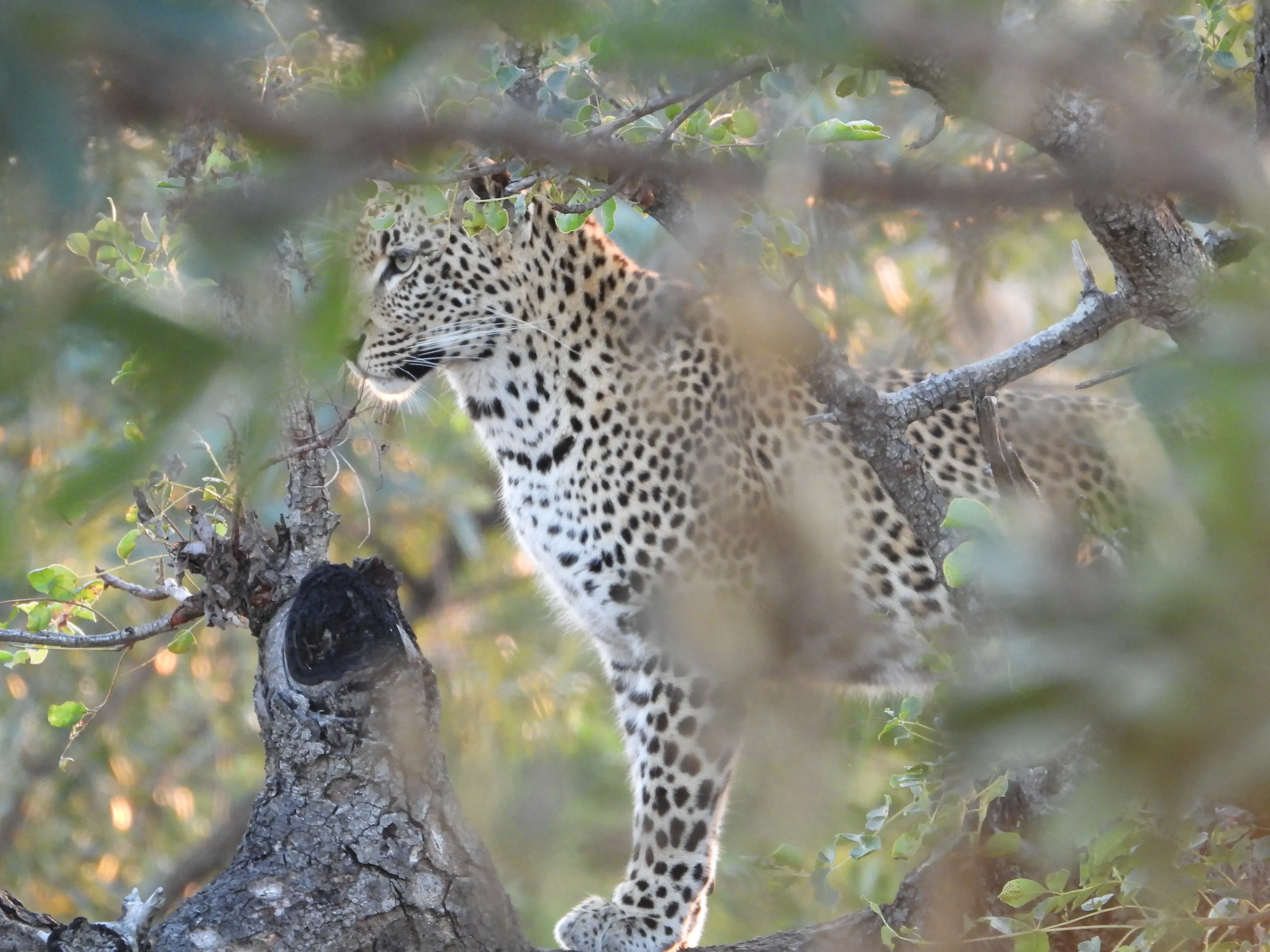 Leopard