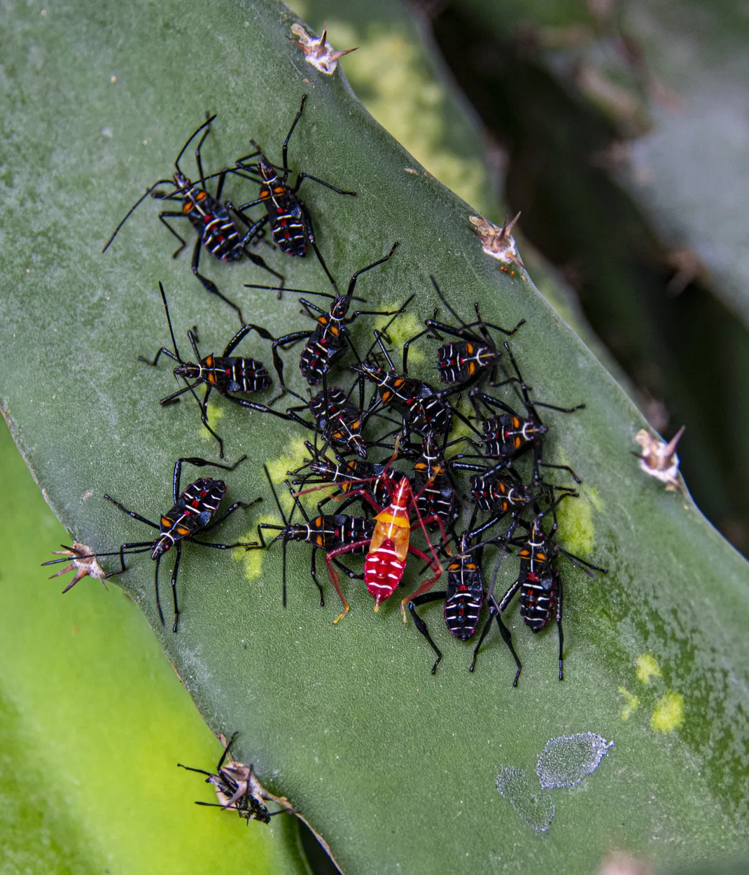 Entry 16115766