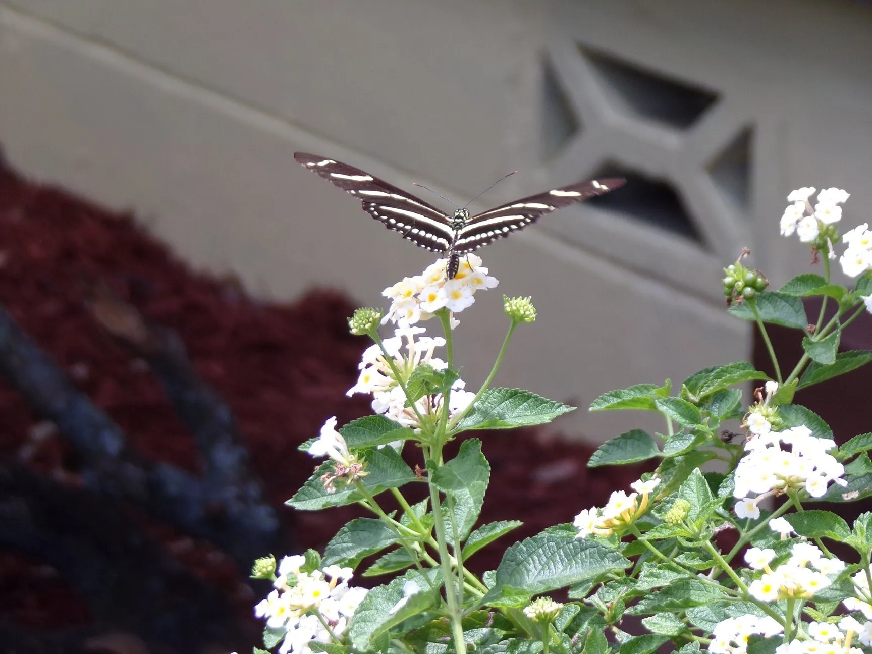Zebra Longwing on flowers