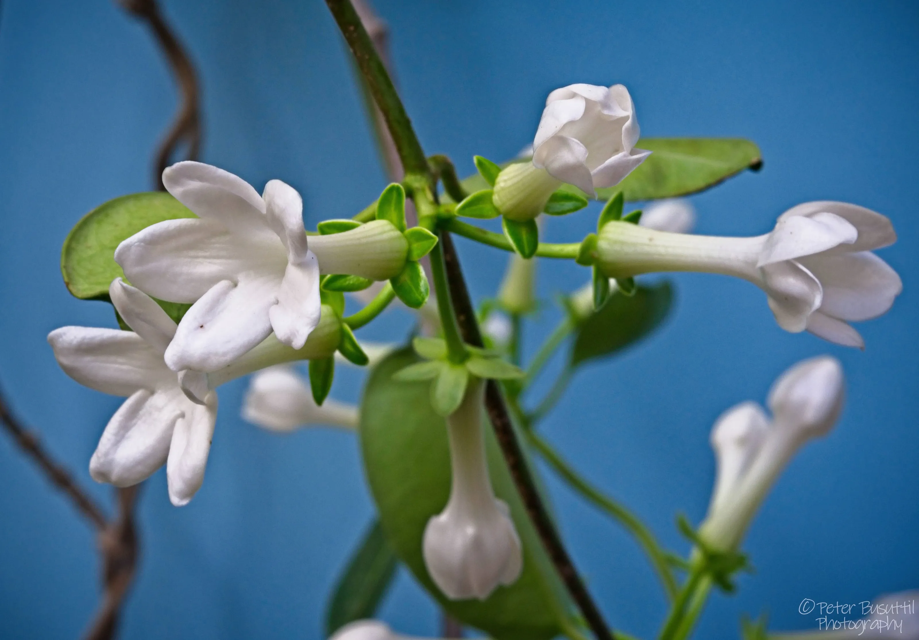 Stephanotis - the joys of summer