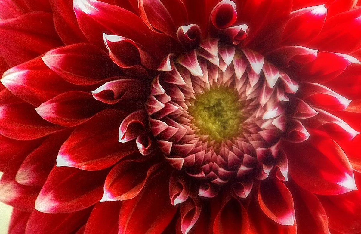 DAHLIA1