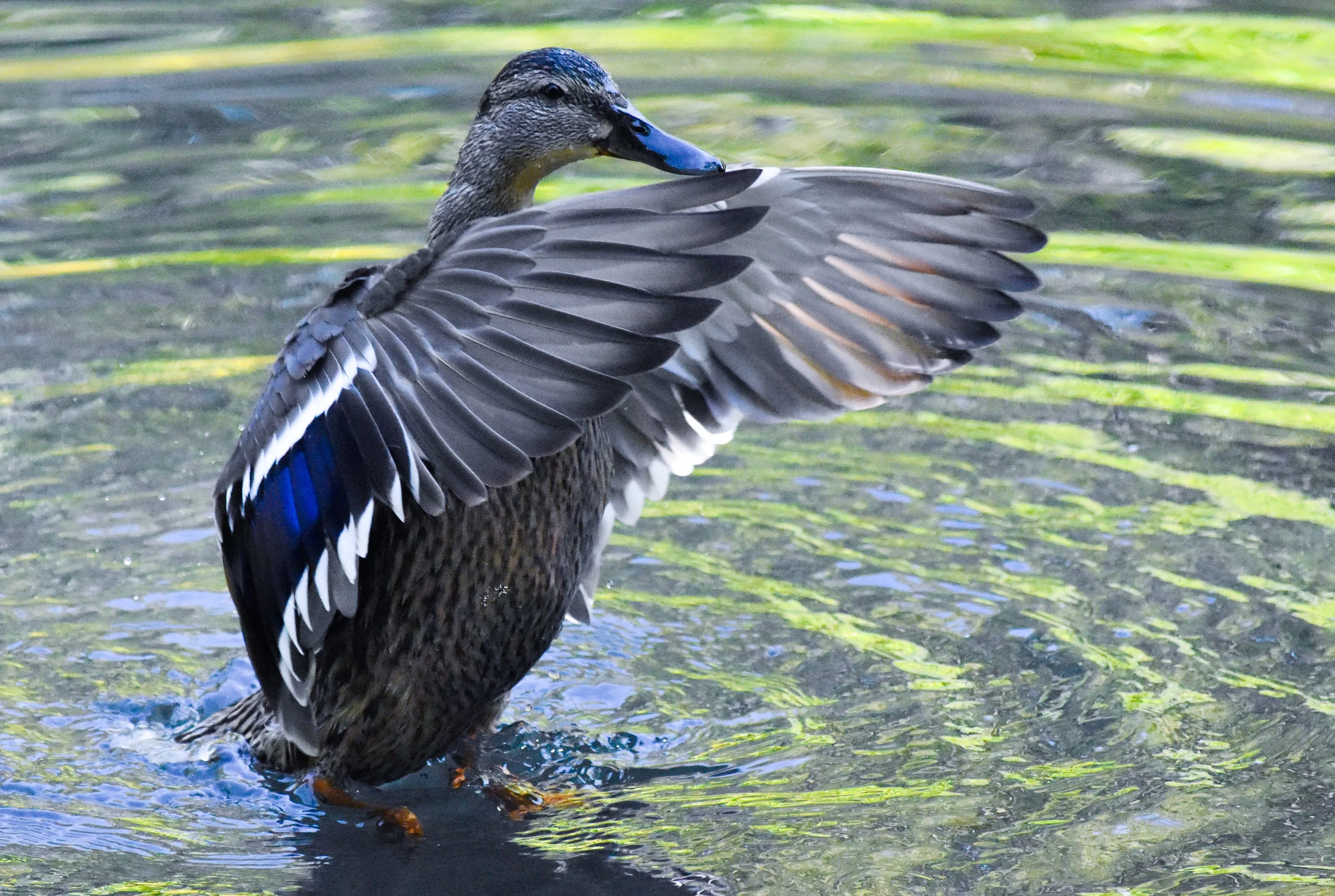 Duck