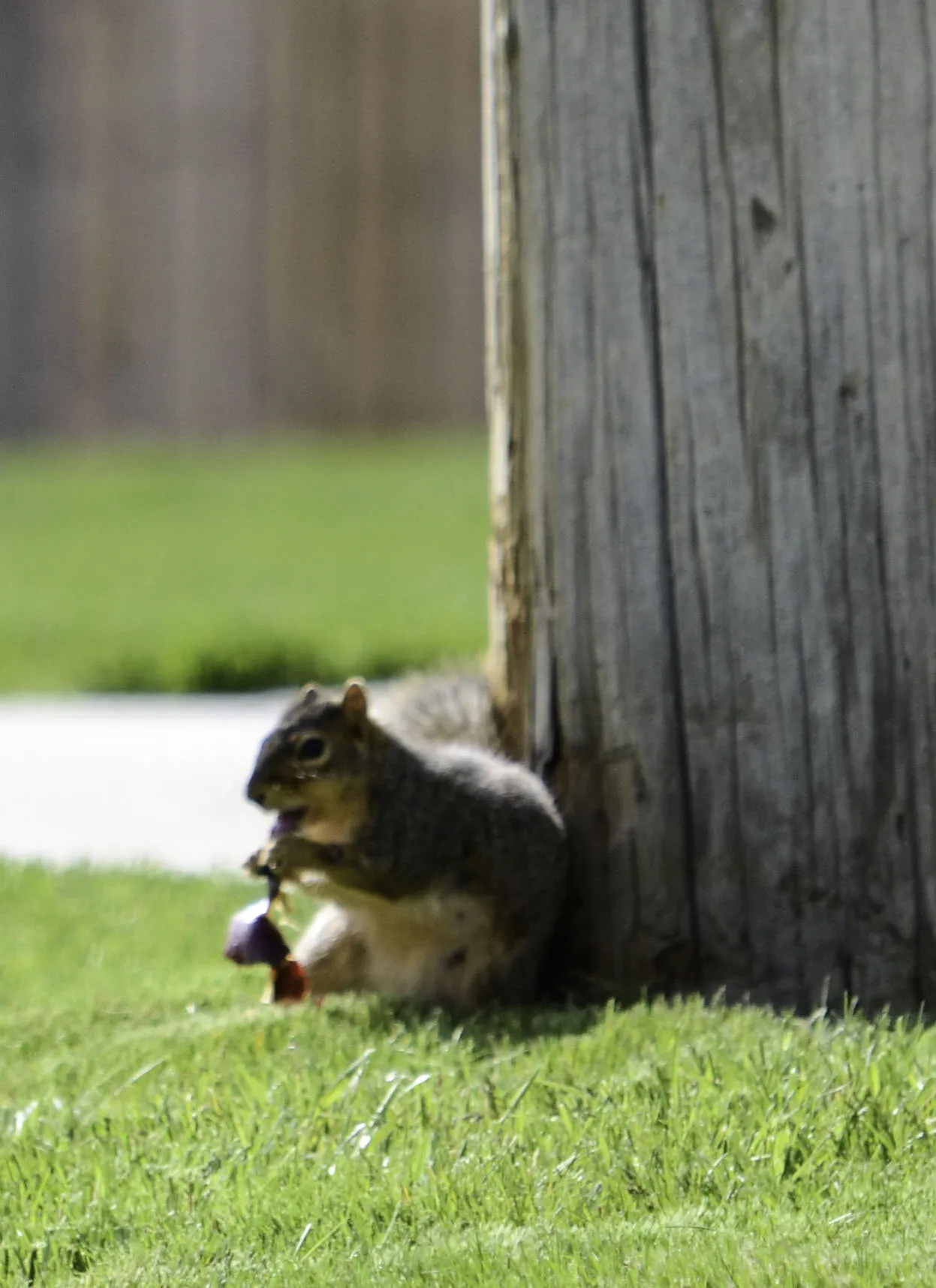 Learning Squirrel