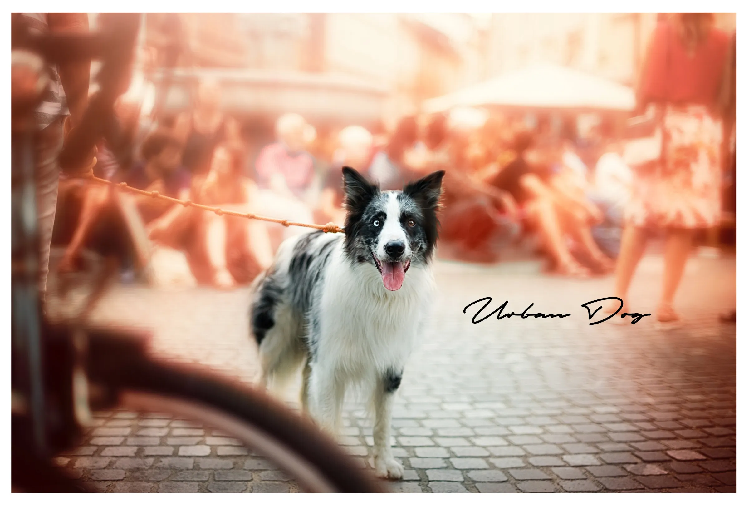 Urban Dog