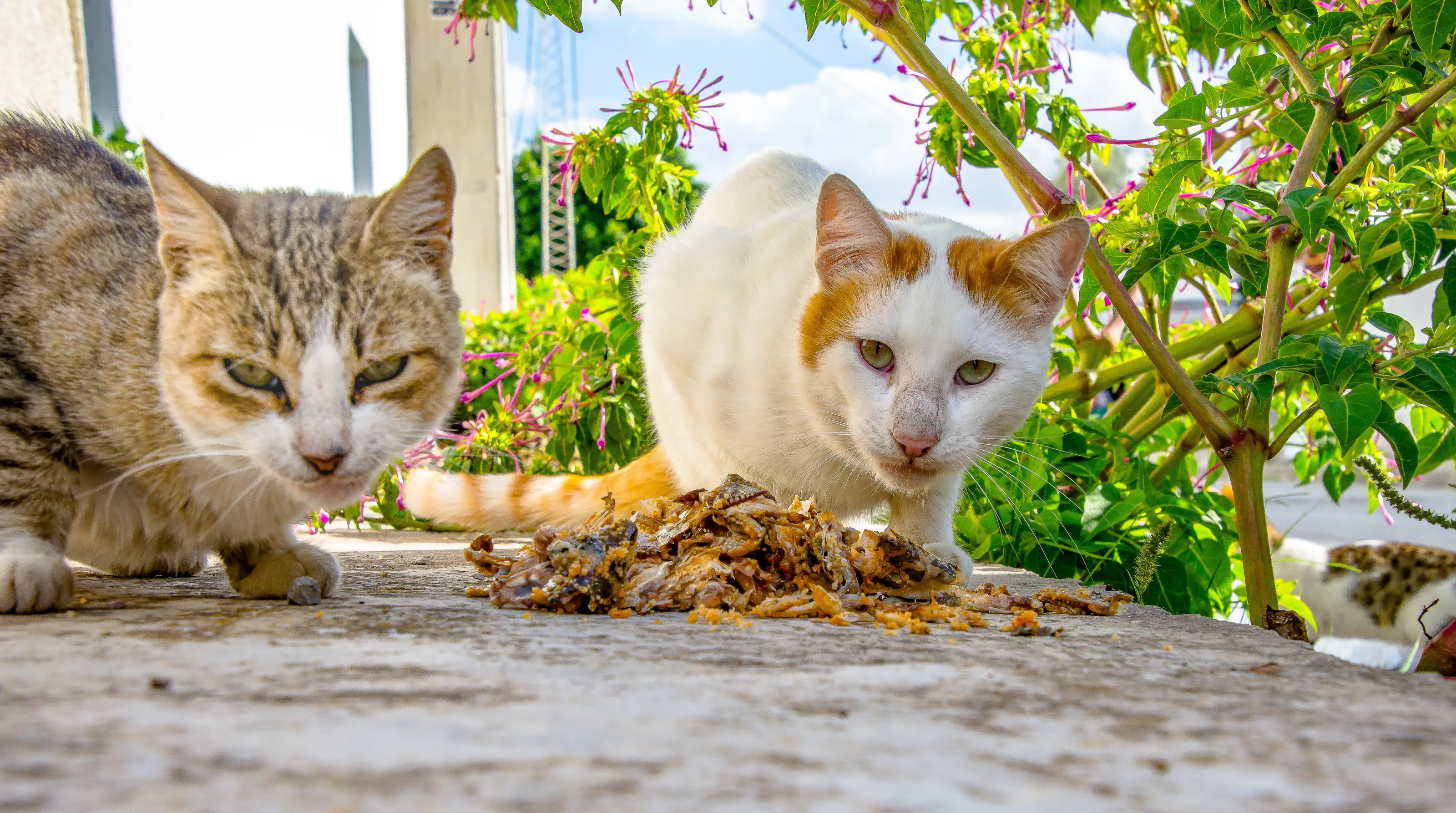 Tunisian Cats