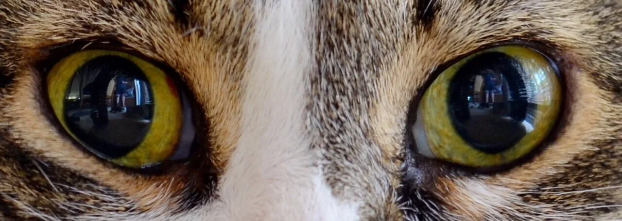 Abby's Eyes