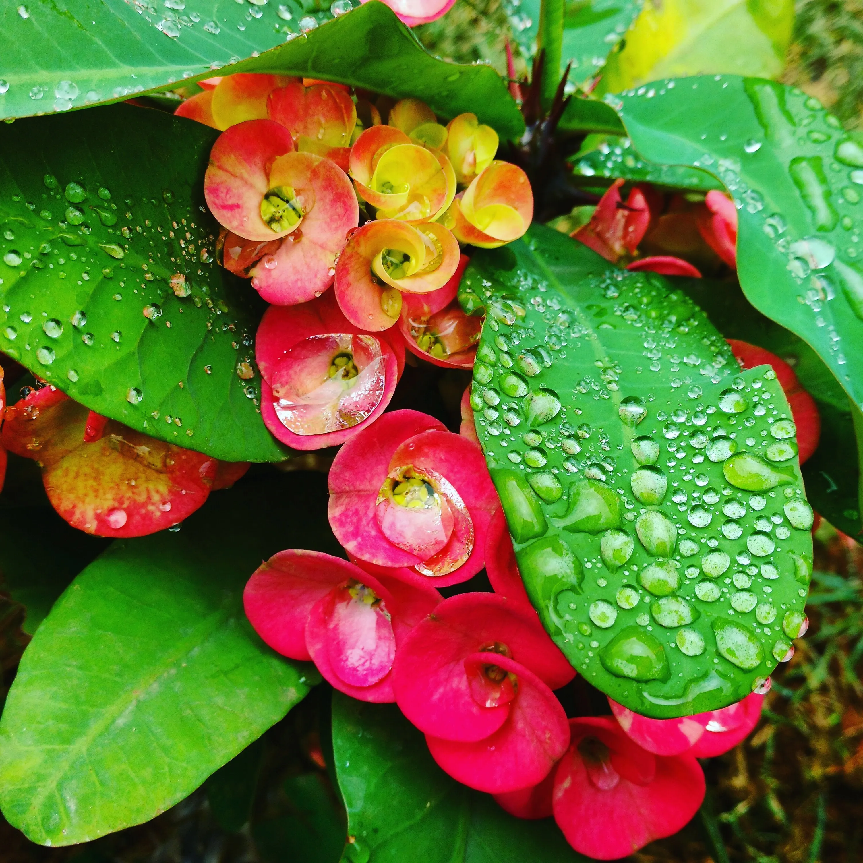 Close up Shot of Flower